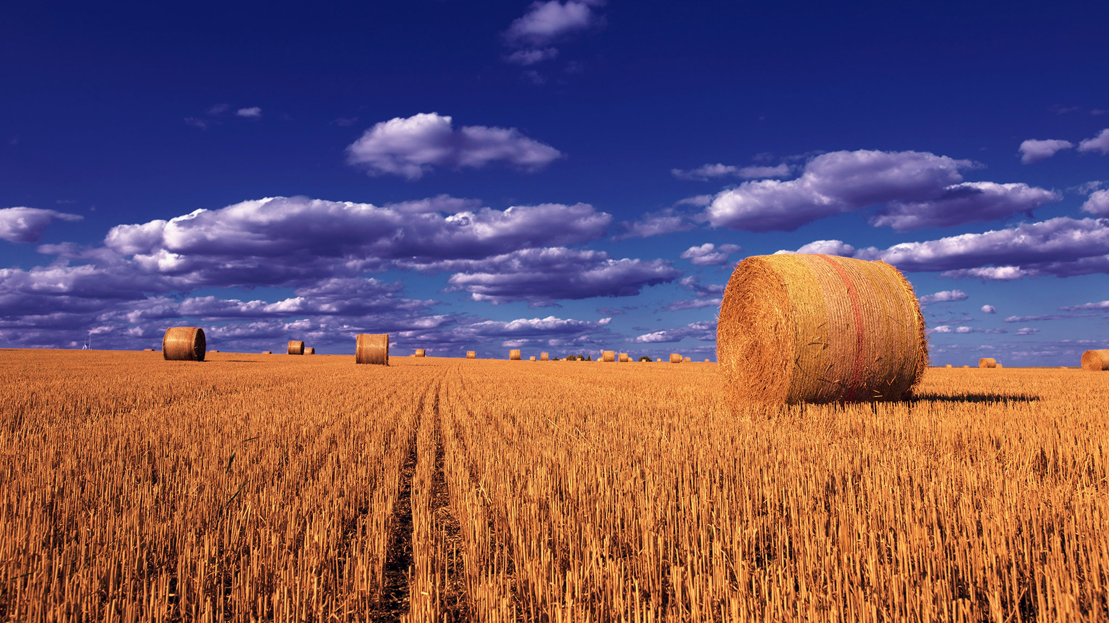 Wheat Field Wallpaper 3840x2400 57179