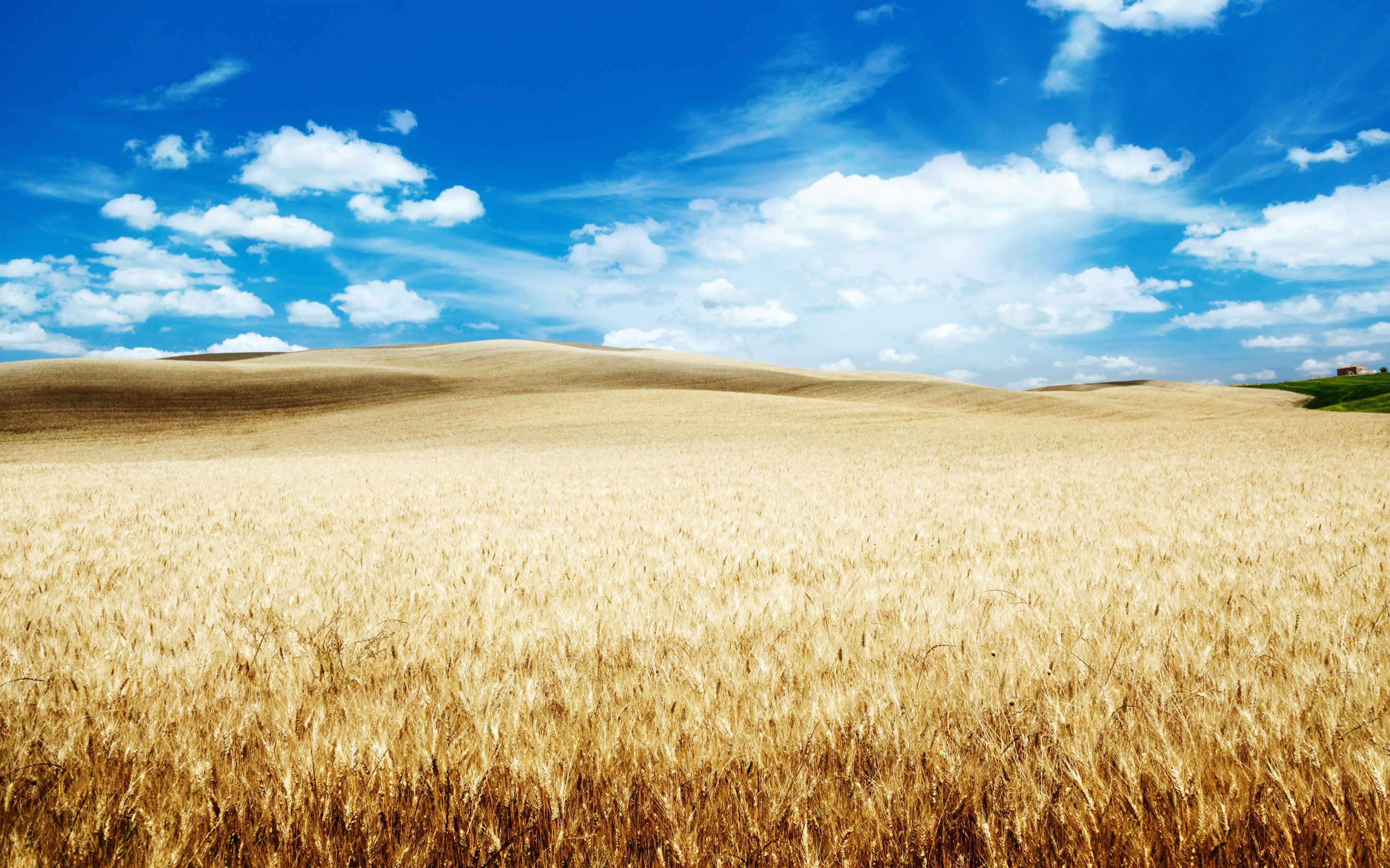 Download wallpaper 3840x2400 wheat farm, landscape, clouds, blue sky 4k wallaper, 4k ultra HD 16:10 wallpaper, 3840x2400 HD background, 1230