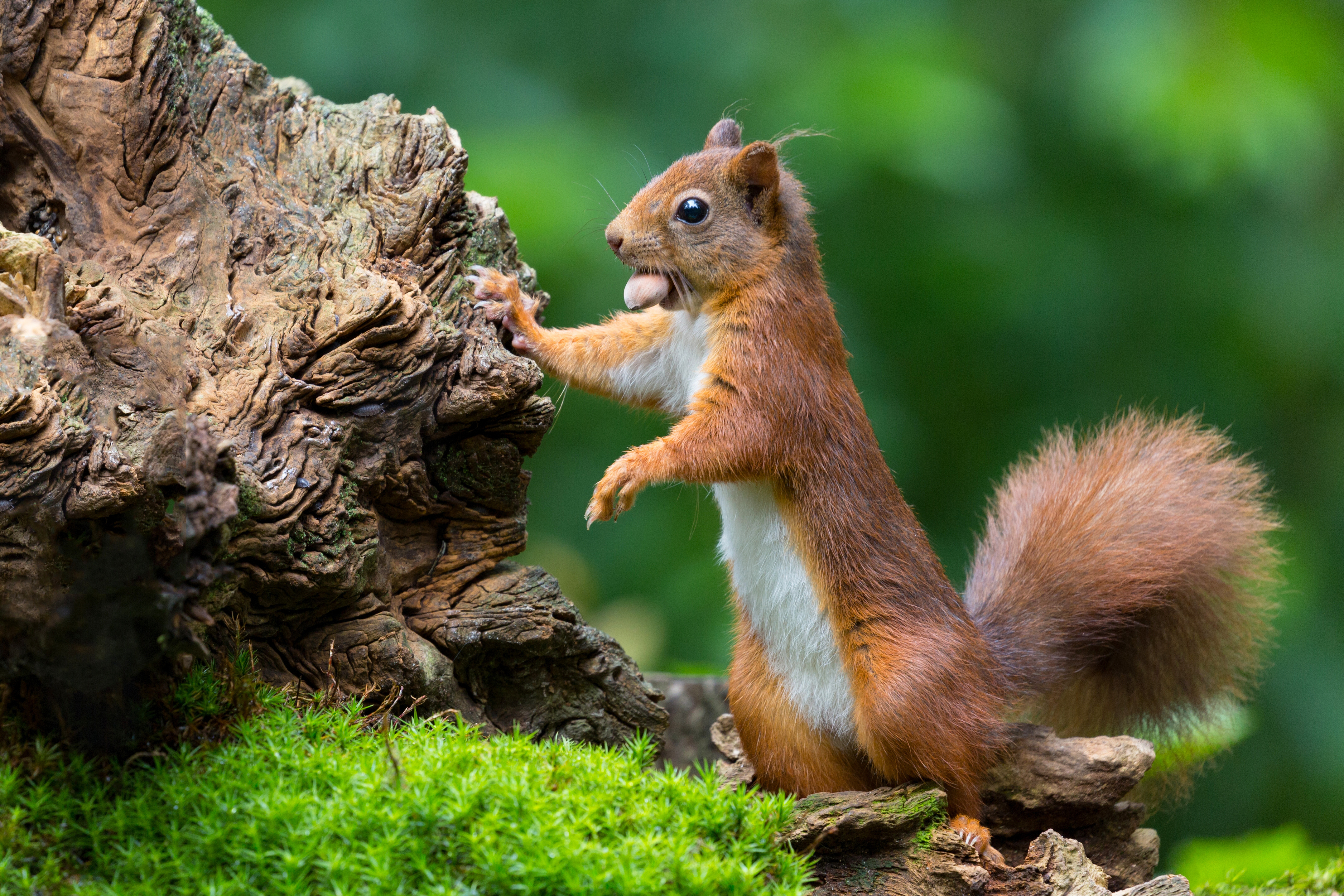 Animal Squirrel 4k Ultra HD Wallpaper