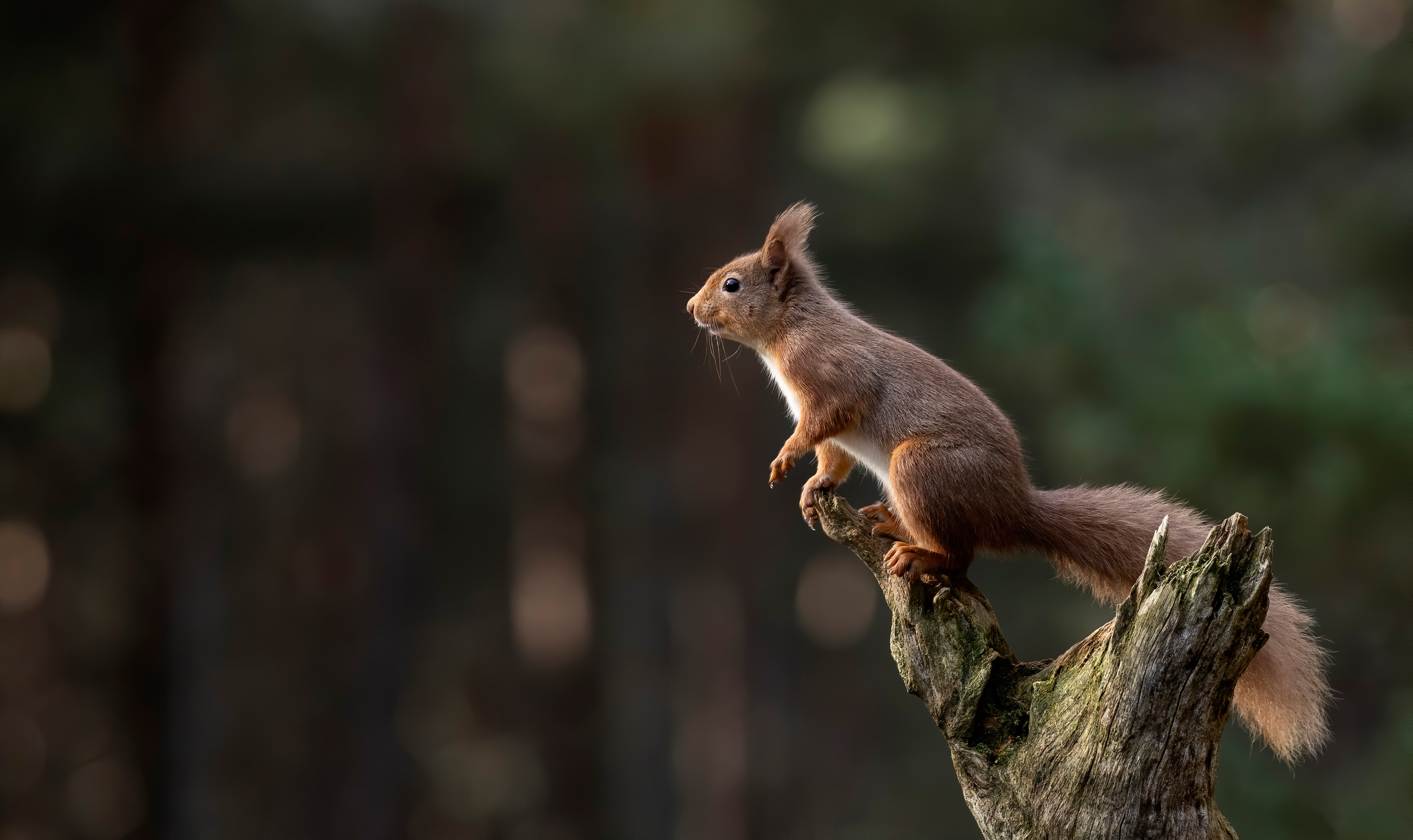Animal Squirrel 4k Ultra HD Wallpaper