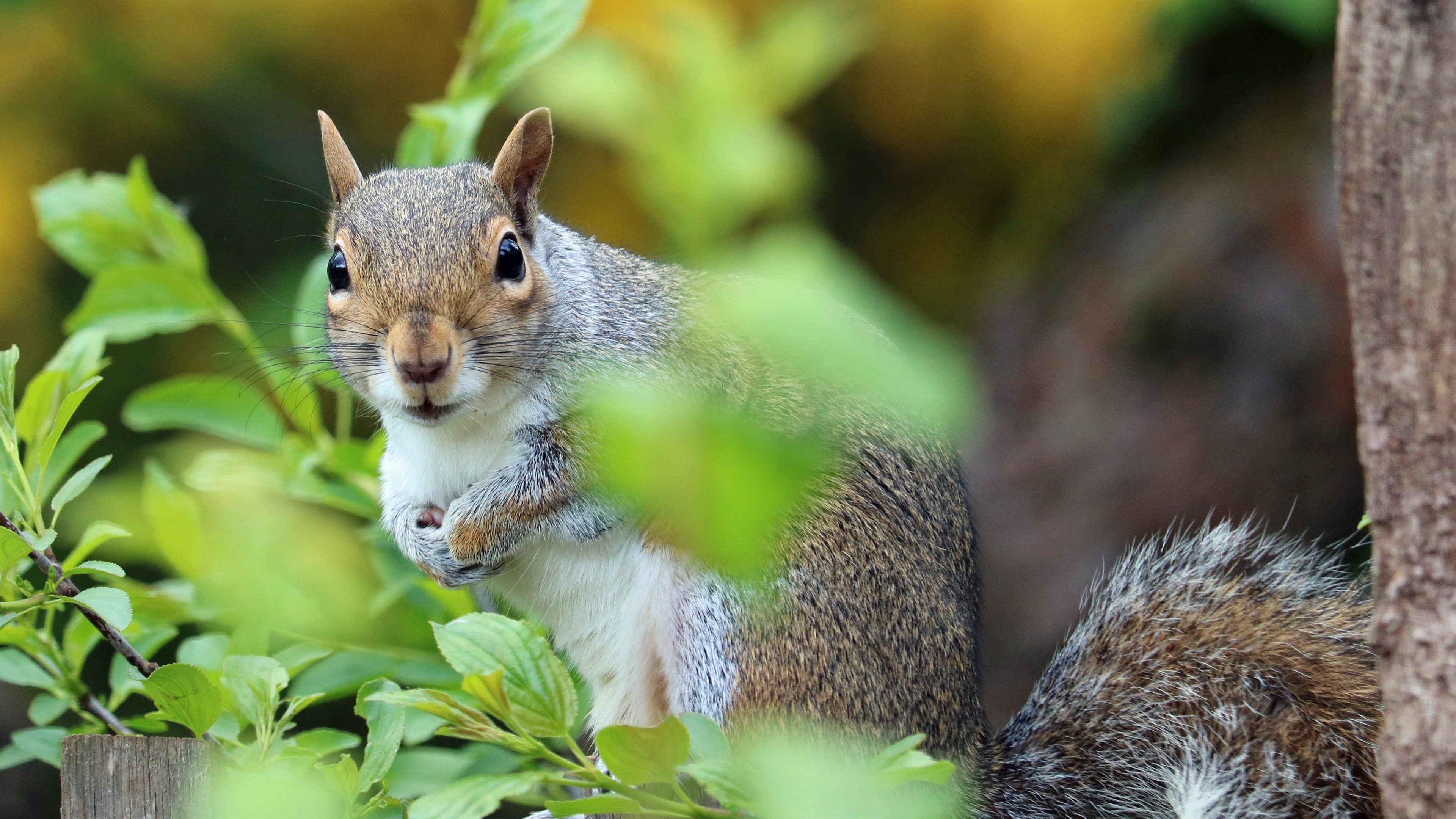 Wallpaper 4k squirrel, animal, foliage 4k Wallpaper