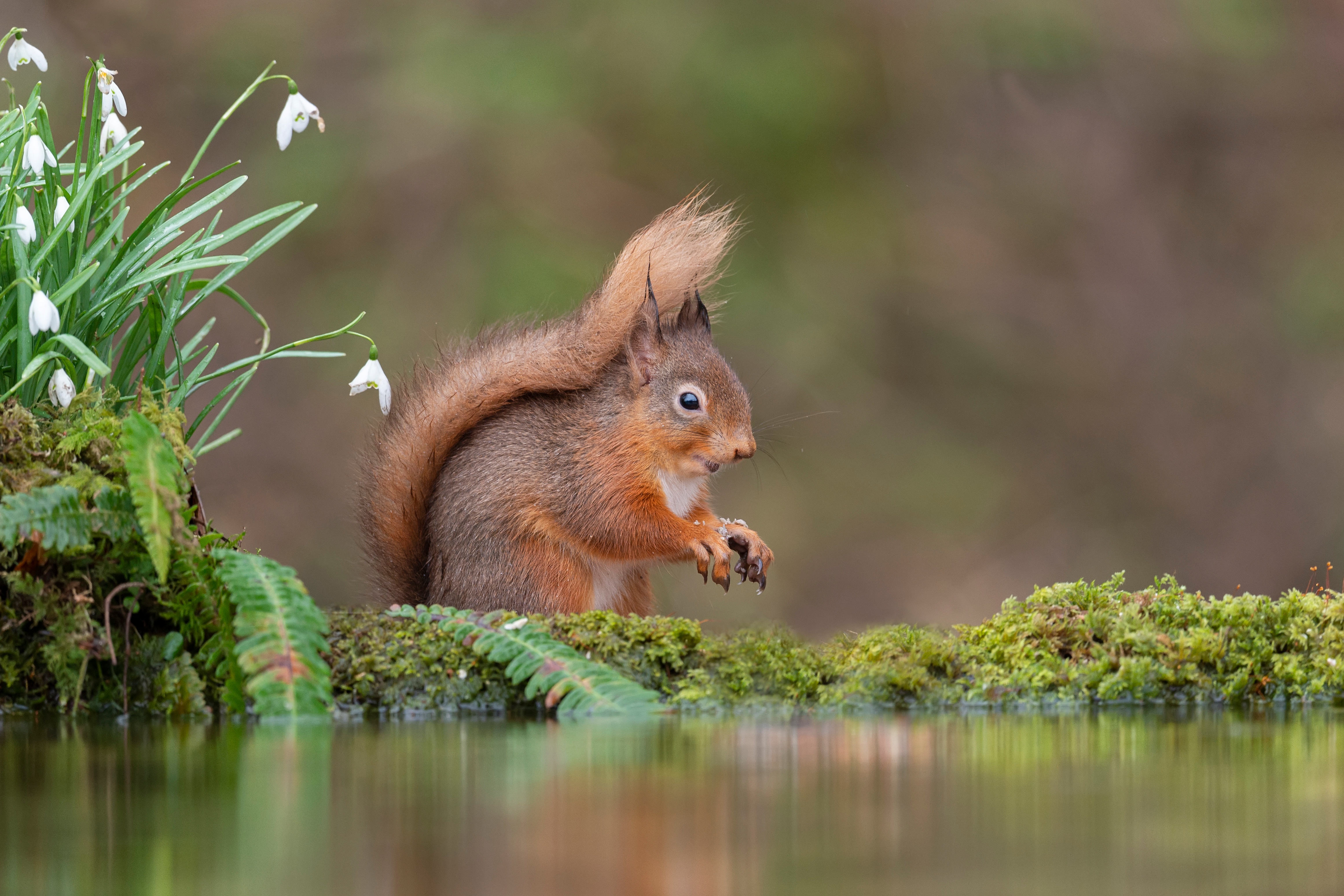 Animal Squirrel 4k Ultra HD Wallpaper