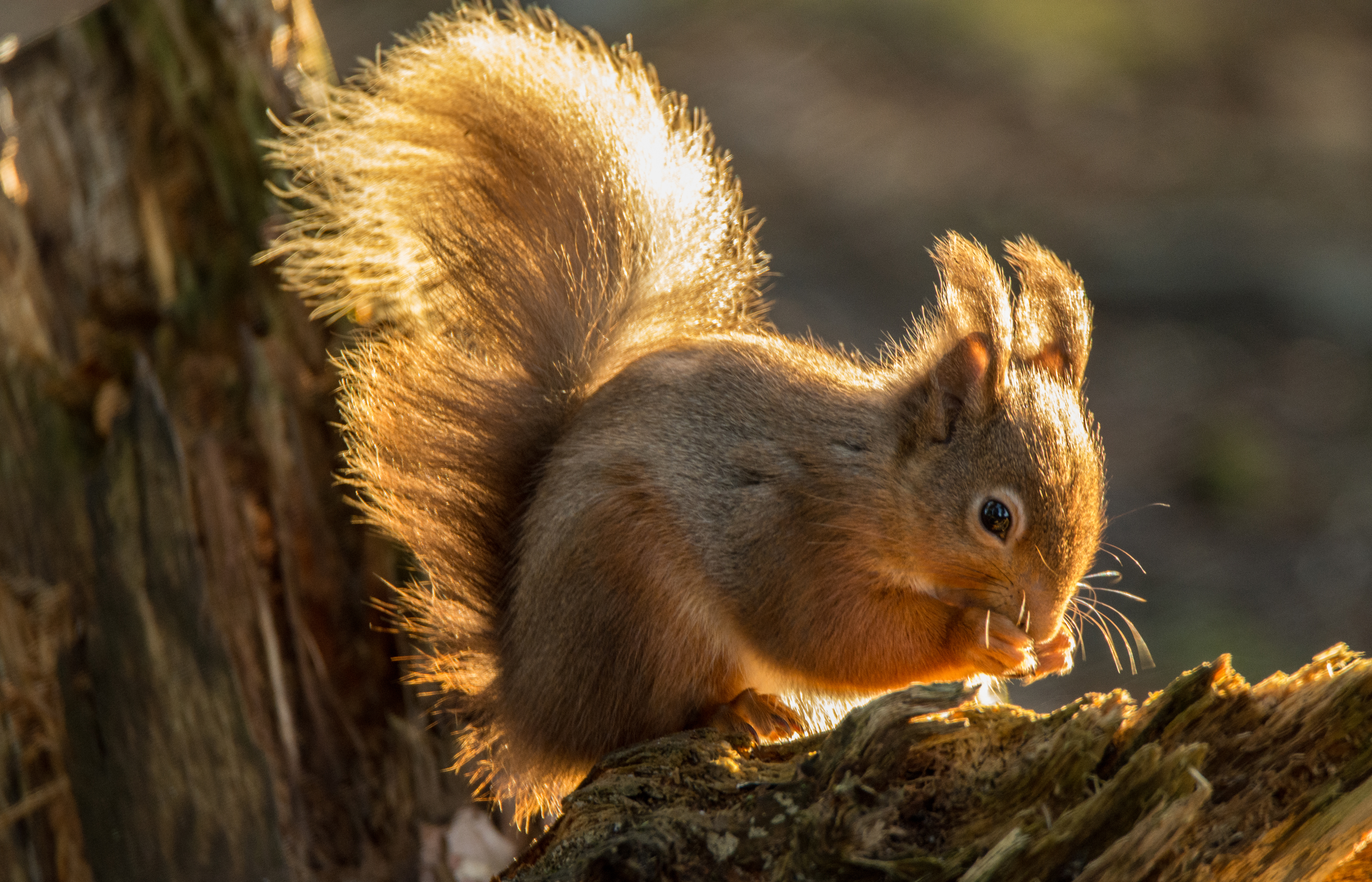Animal Squirrel 4k Ultra HD Wallpaper