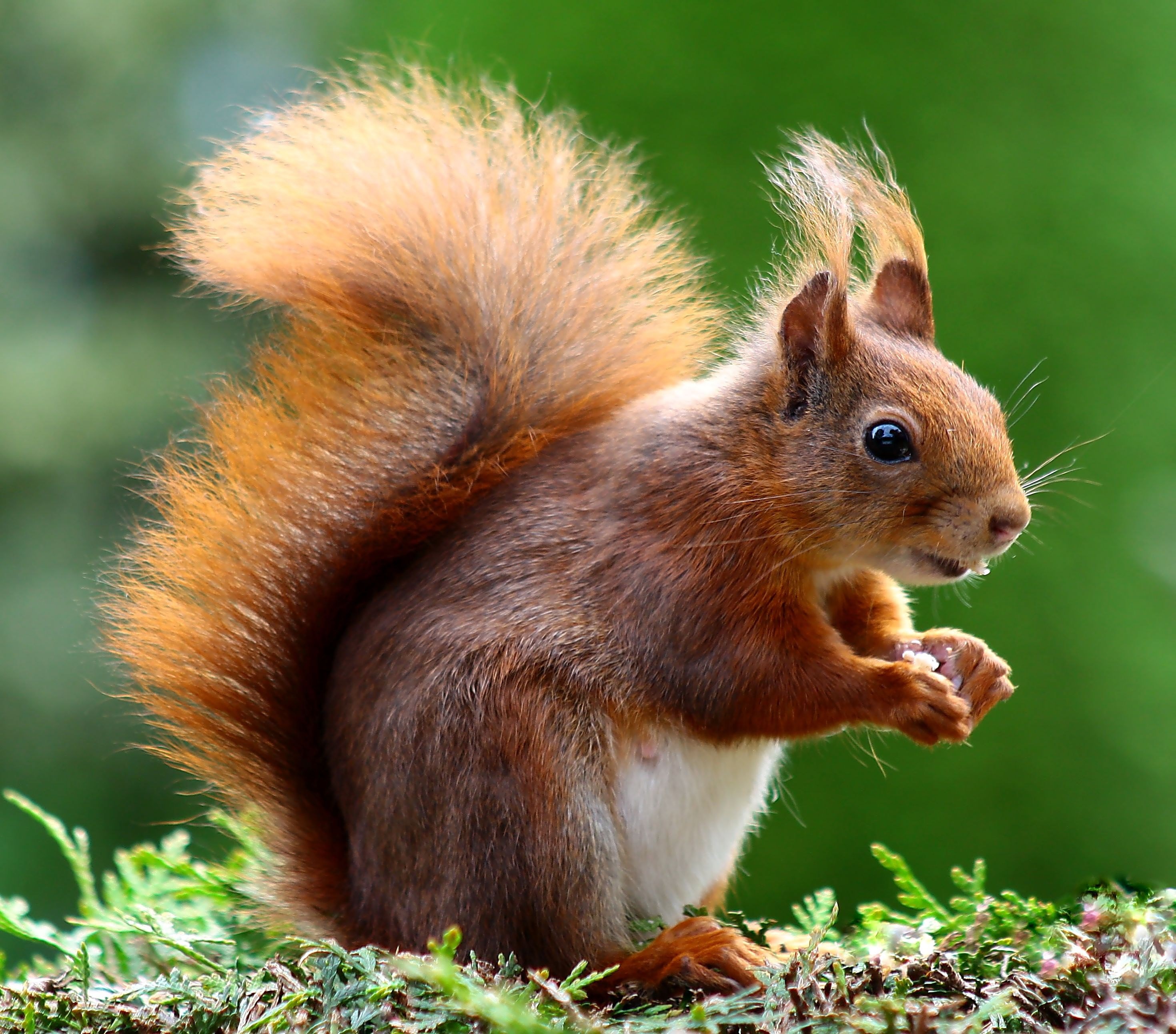 Wallpaper / squirrel animal cute rodents creature animal world 4k wallpaper free download