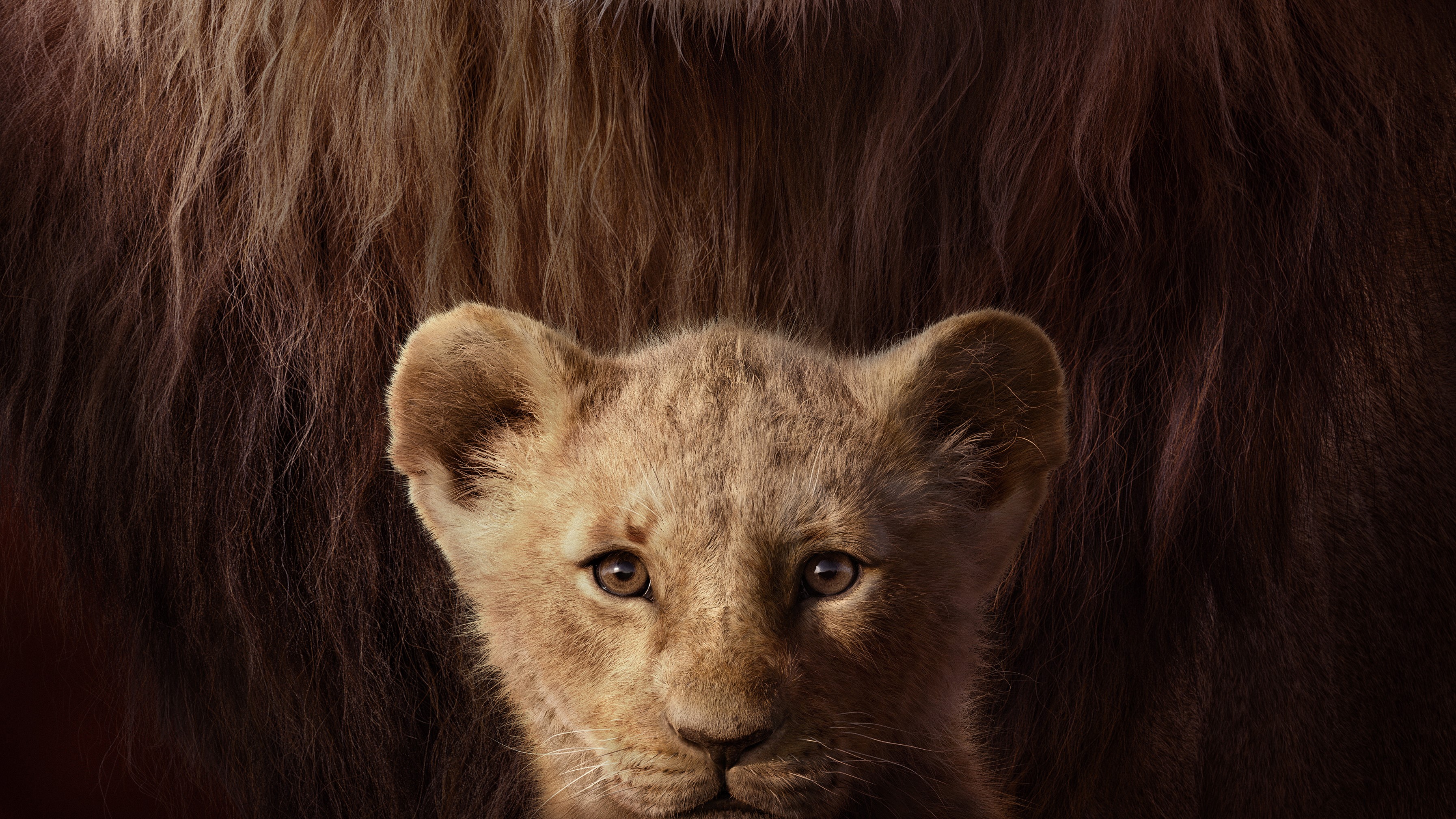 Wallpaper / the lion king, lion, 2019 movies, movies, hd, disney, simba, 4k free download