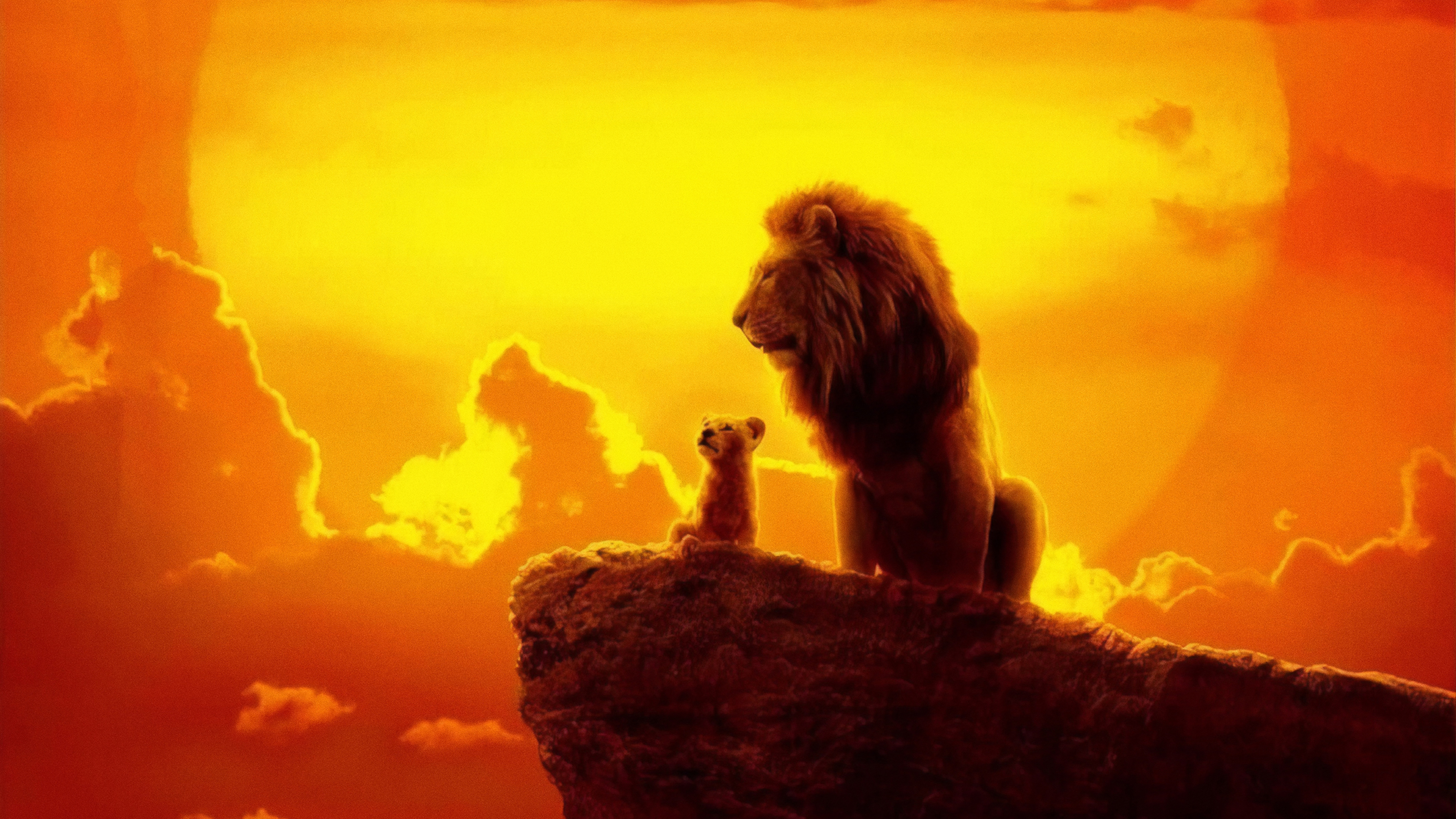 simba HD wallpaper, background