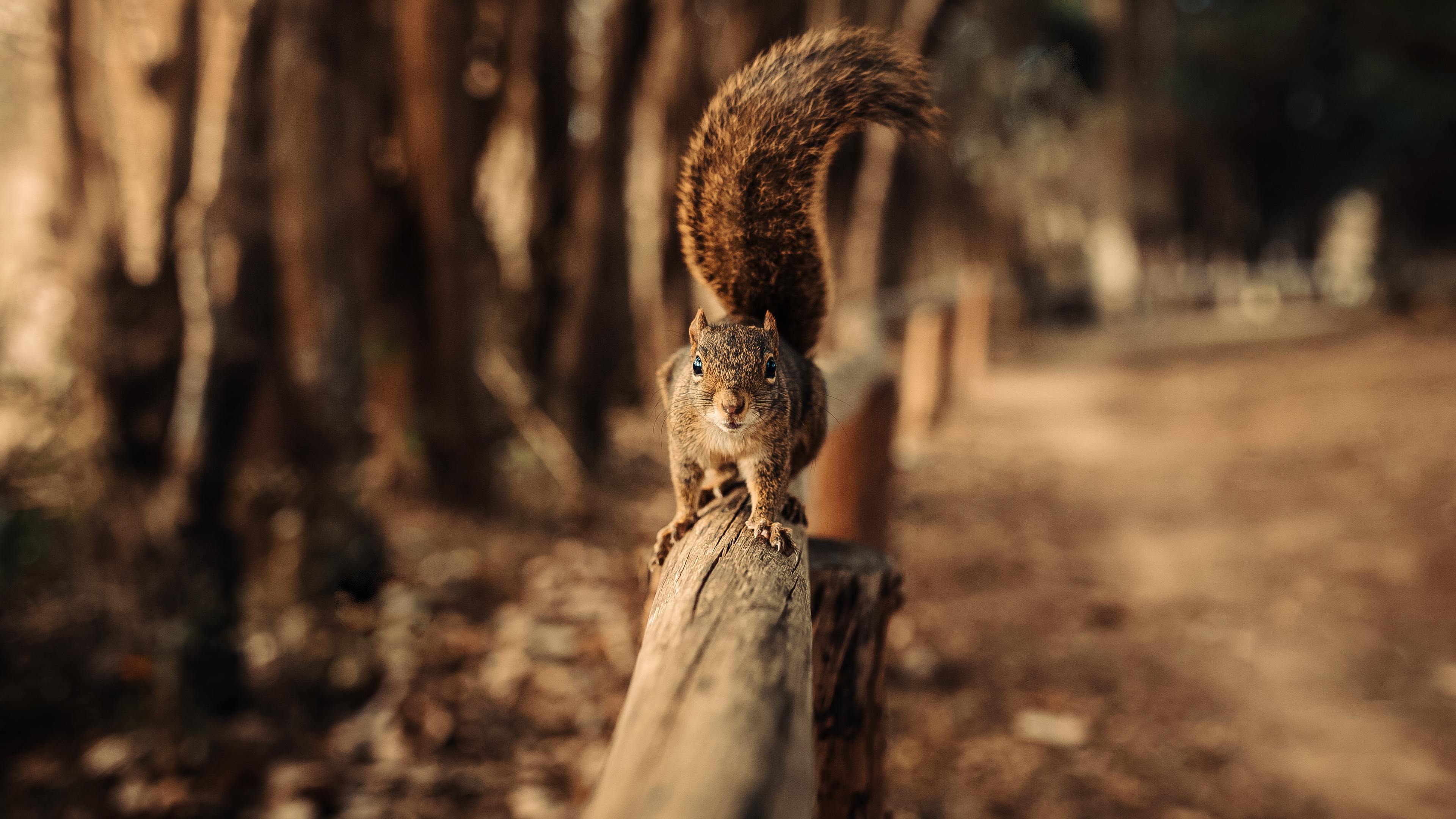 Wallpaper 4k Squirrel Walking On Fence 4k Wallpaper