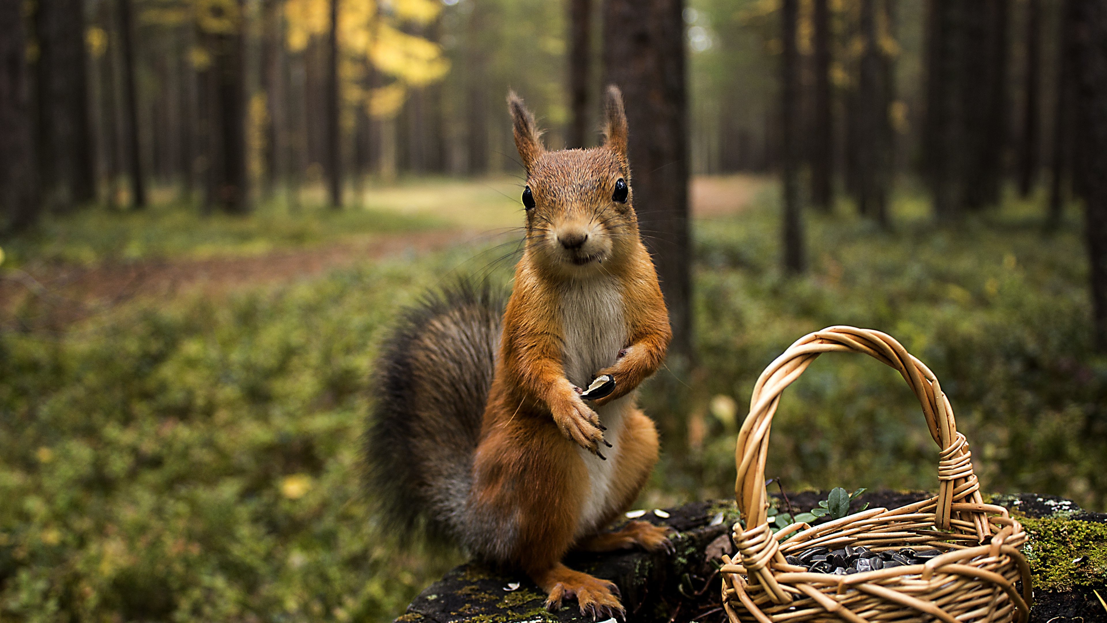Red Squirrel 29793 4K wallpaper
