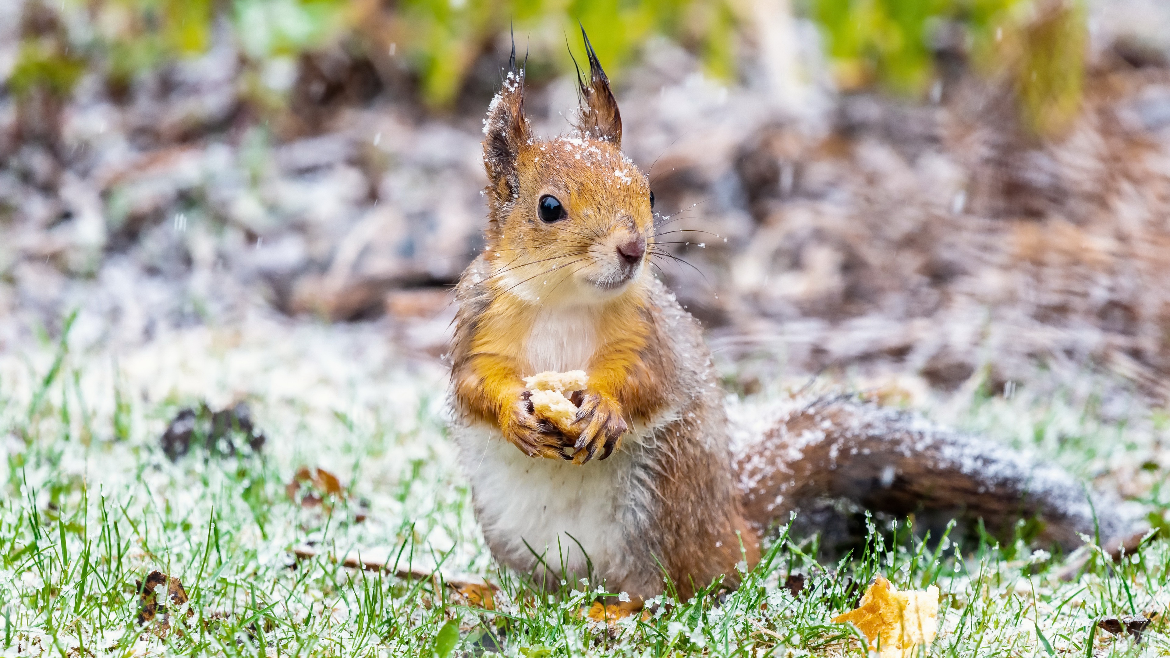 Animal Squirrel 4k Ultra HD Wallpaper
