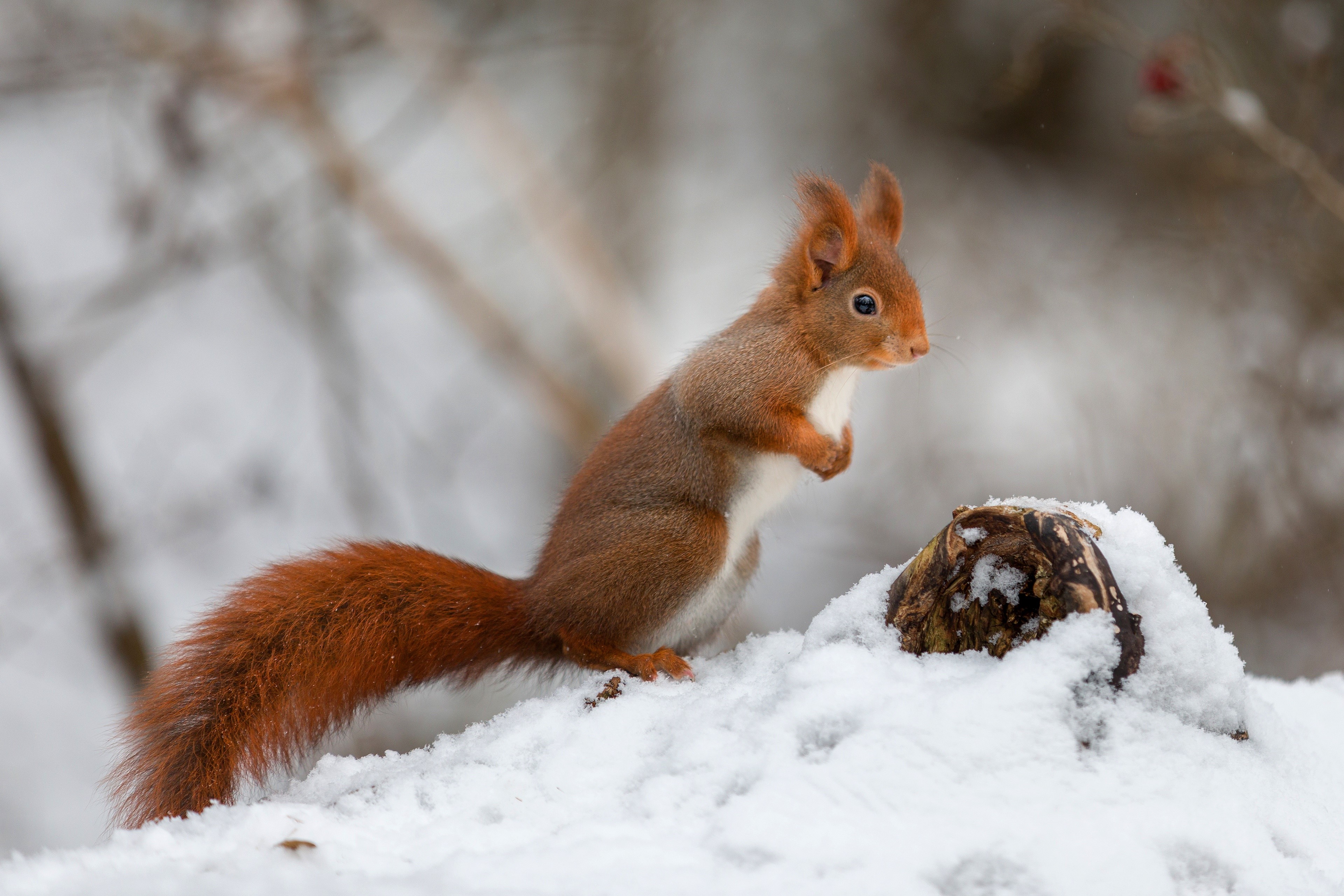 4K, Squirrels, Rodents, Snow, Bokeh Gallery HD Wallpaper