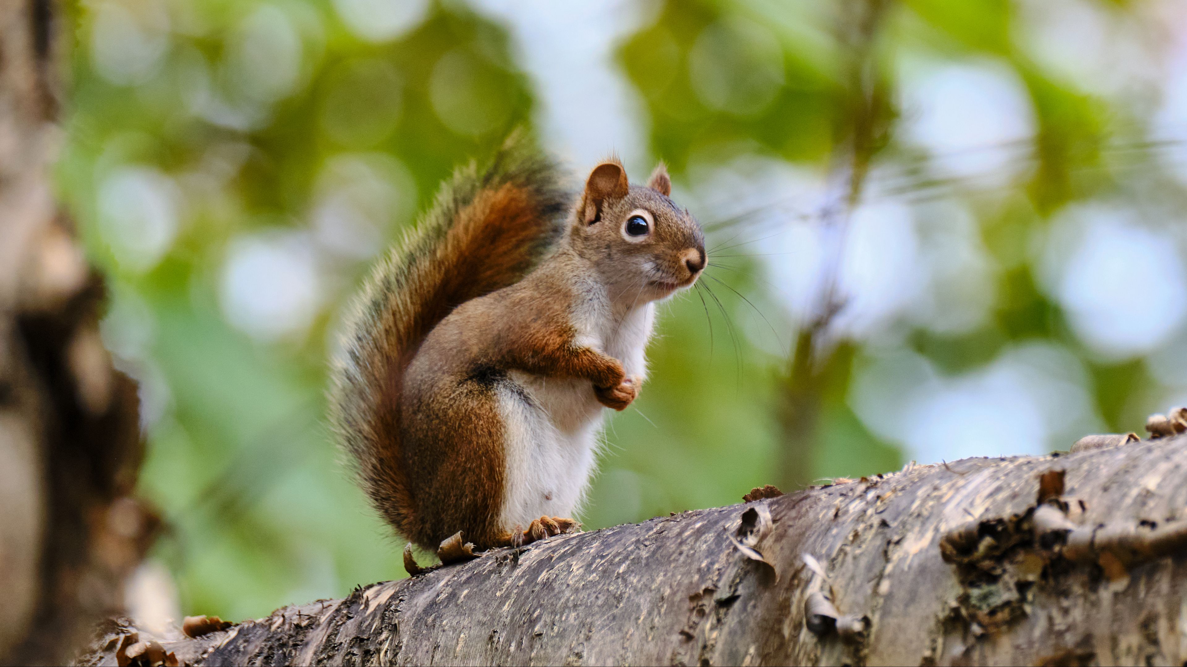 Download wallpaper 3840x2160 squirrel, animal, glance, wildlife 4k uhd 16:9 HD background