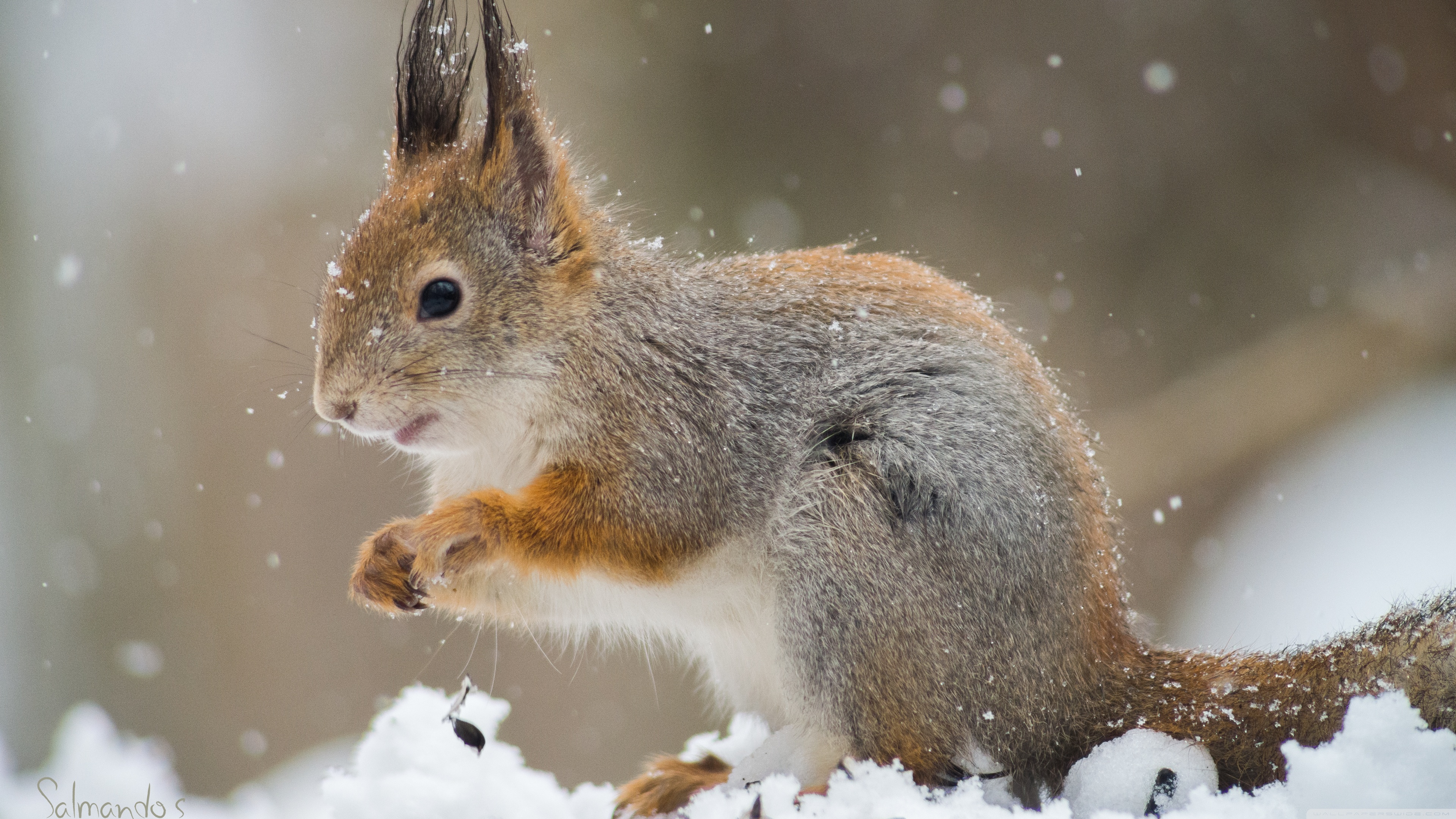 Squirrel In A Snowfall Ultra HD Desktop Background Wallpaper for 4K UHD TV, Widescreen & UltraWide Desktop & Laptop, Tablet