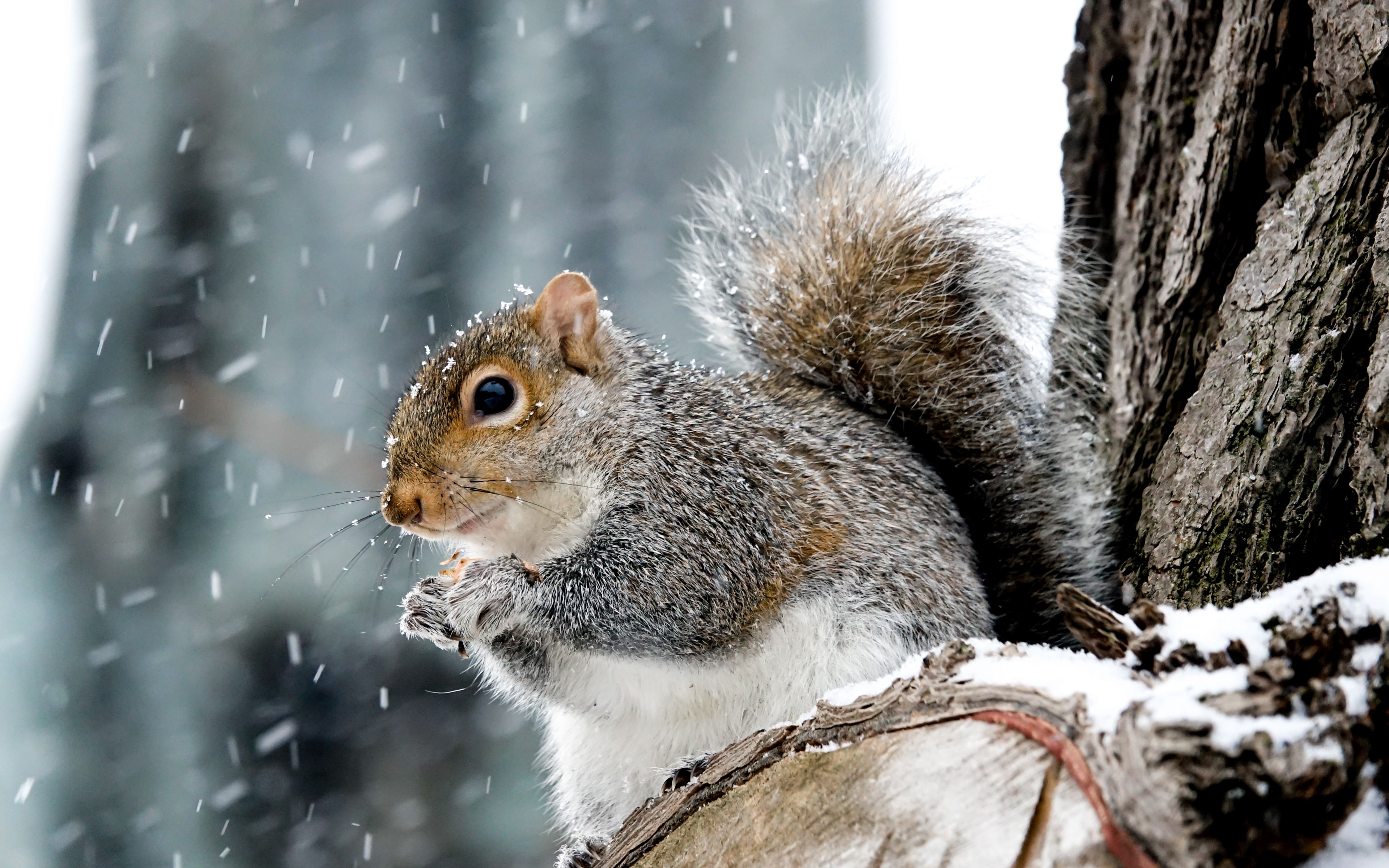 Squirrel in the winter Wallpaper 4k Ultra HD