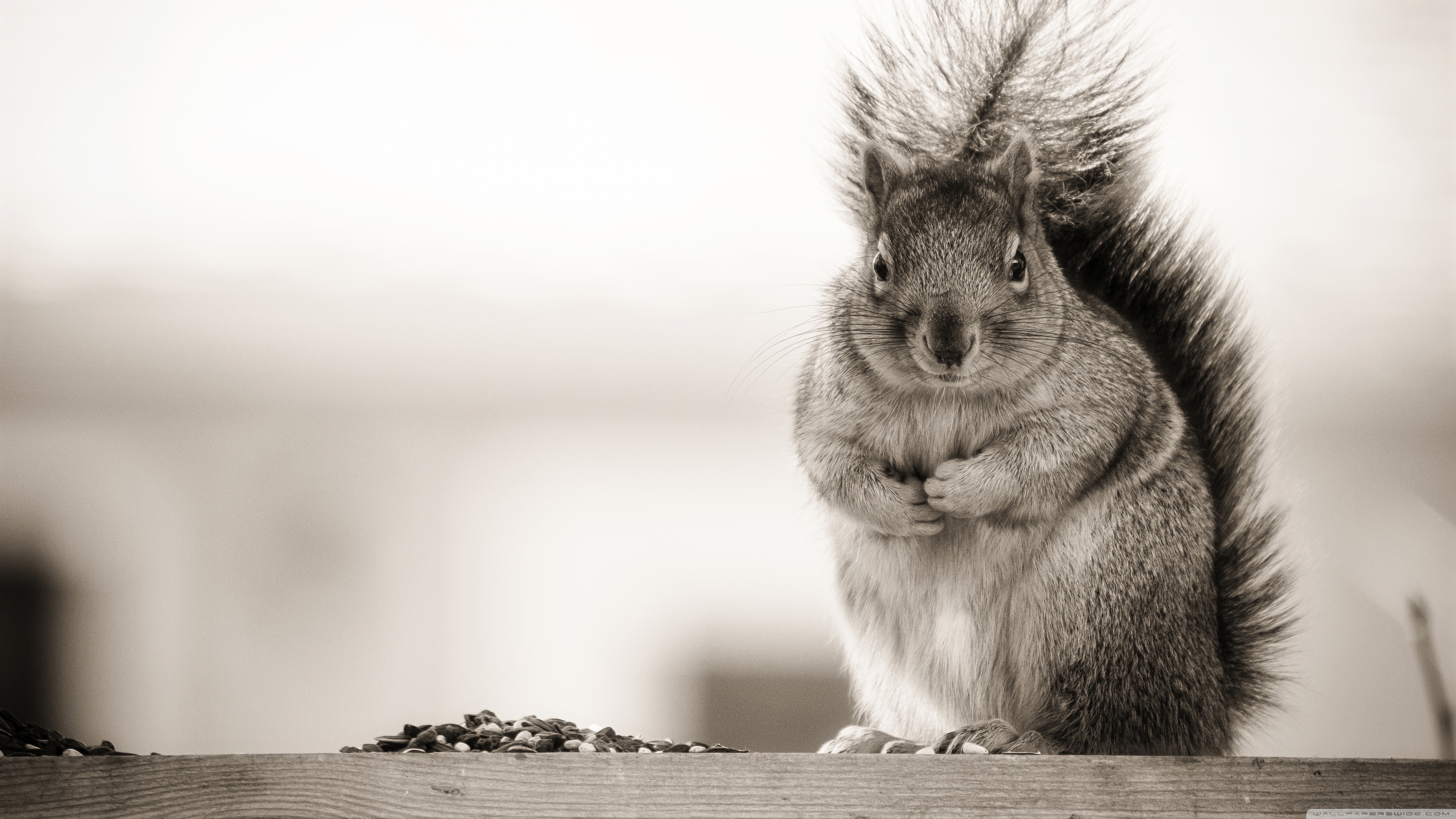 Fat Squirrel Ultra HD Desktop Background Wallpaper for 4K UHD TV, Widescreen & UltraWide Desktop & Laptop, Multi Display, Dual Monitor, Tablet