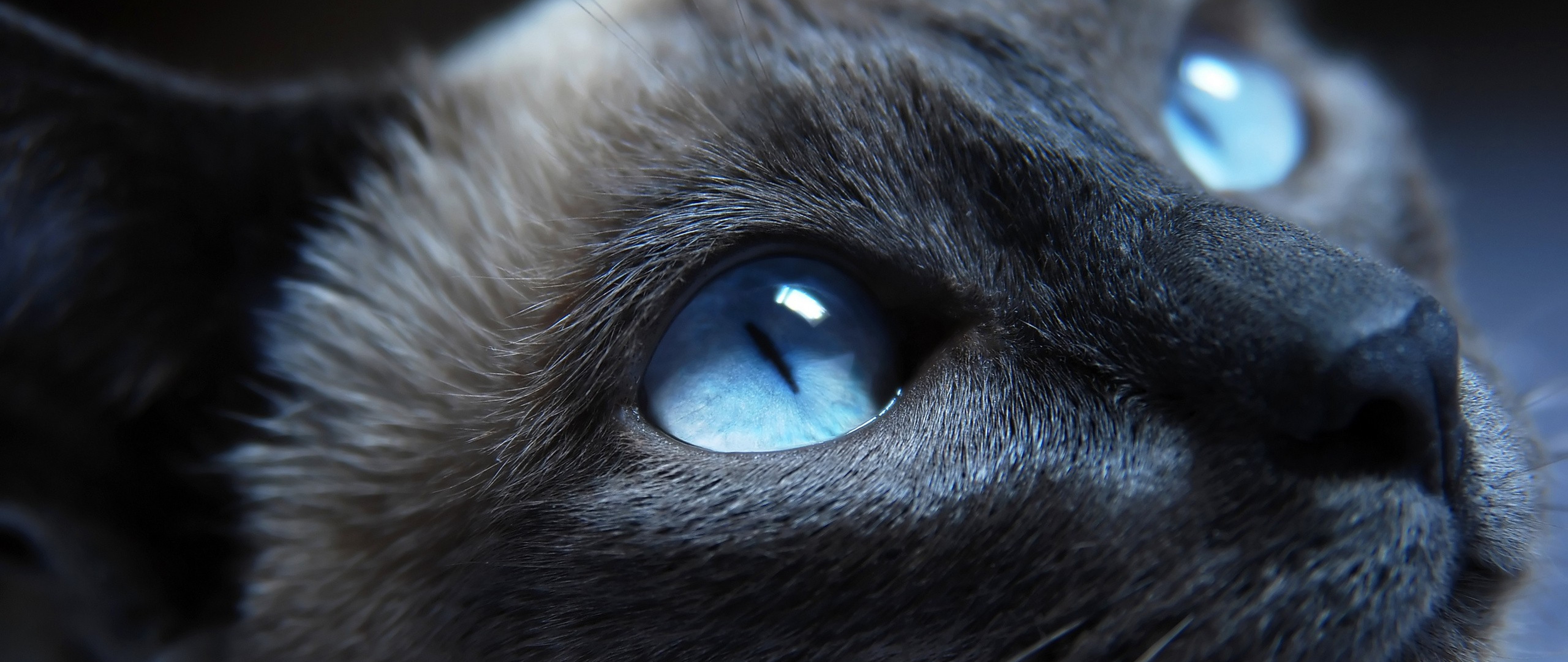 Blue Eyed Cat Wallpaper for Desktop and Mobiles 4K Ultra HD Wide TV
