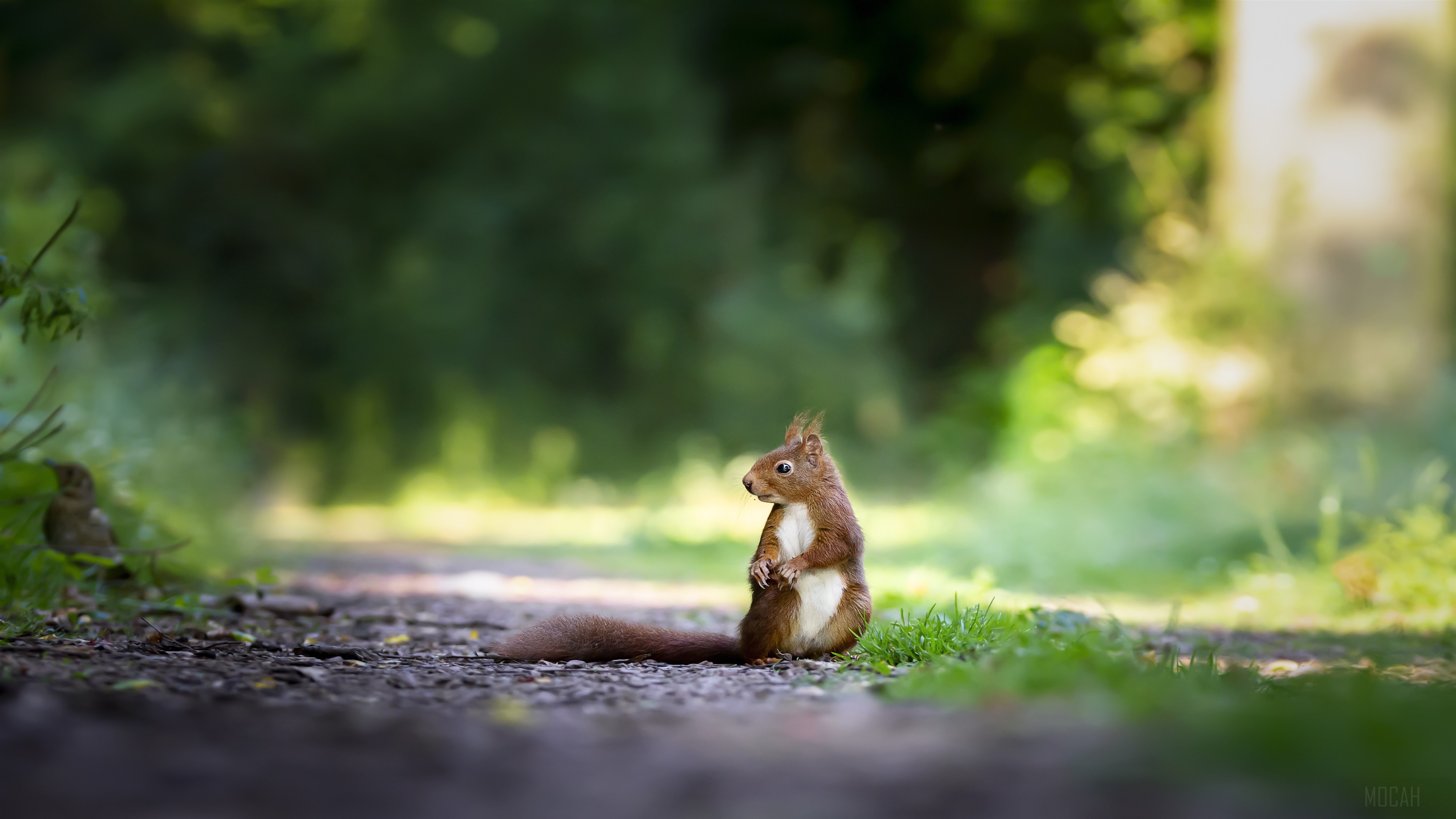 Squirrels Grass 4k Gallery HD Wallpaper