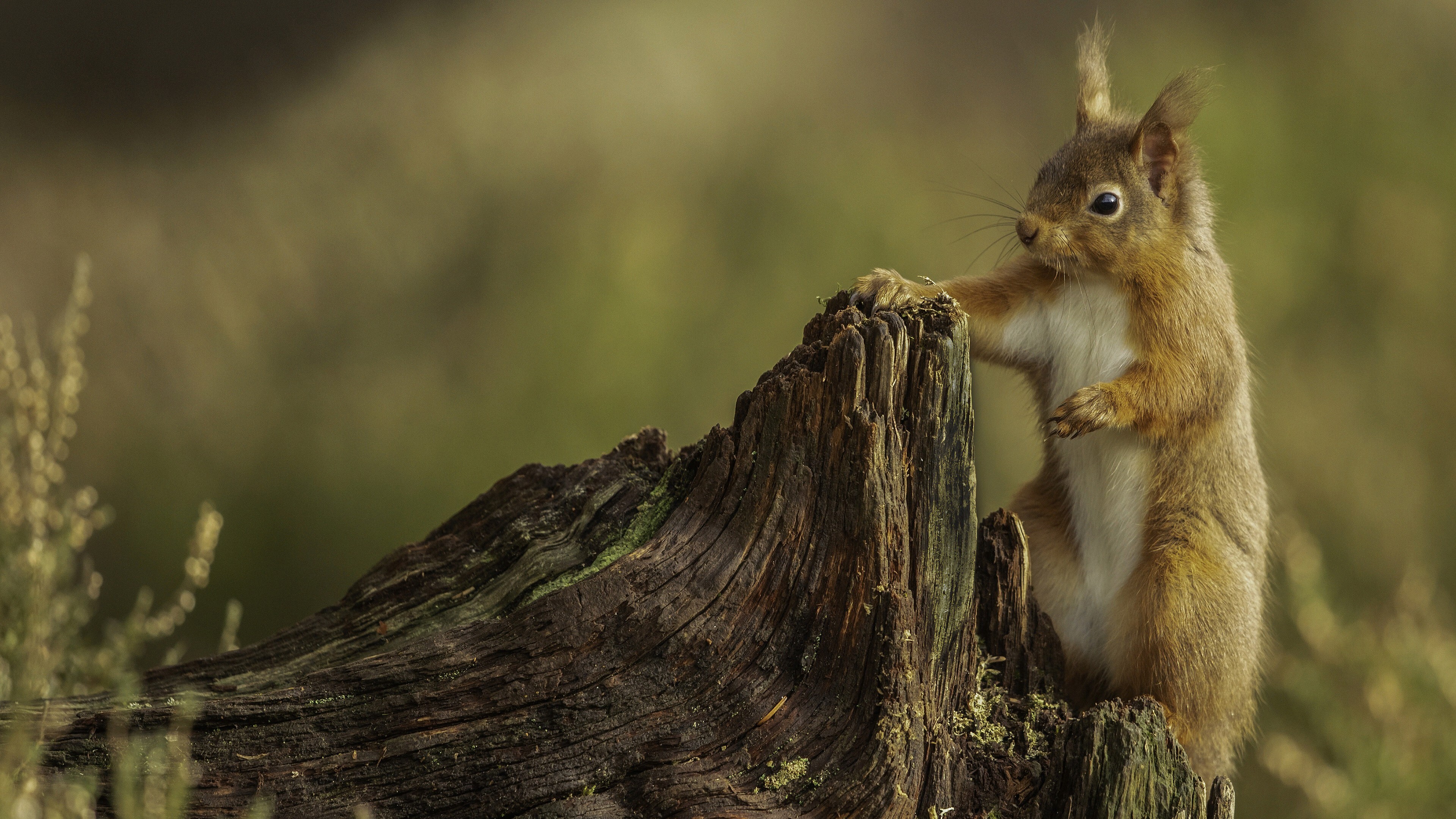 Animal Squirrel 4K HD Animals Wallpaperx2160 resolution wallpaper