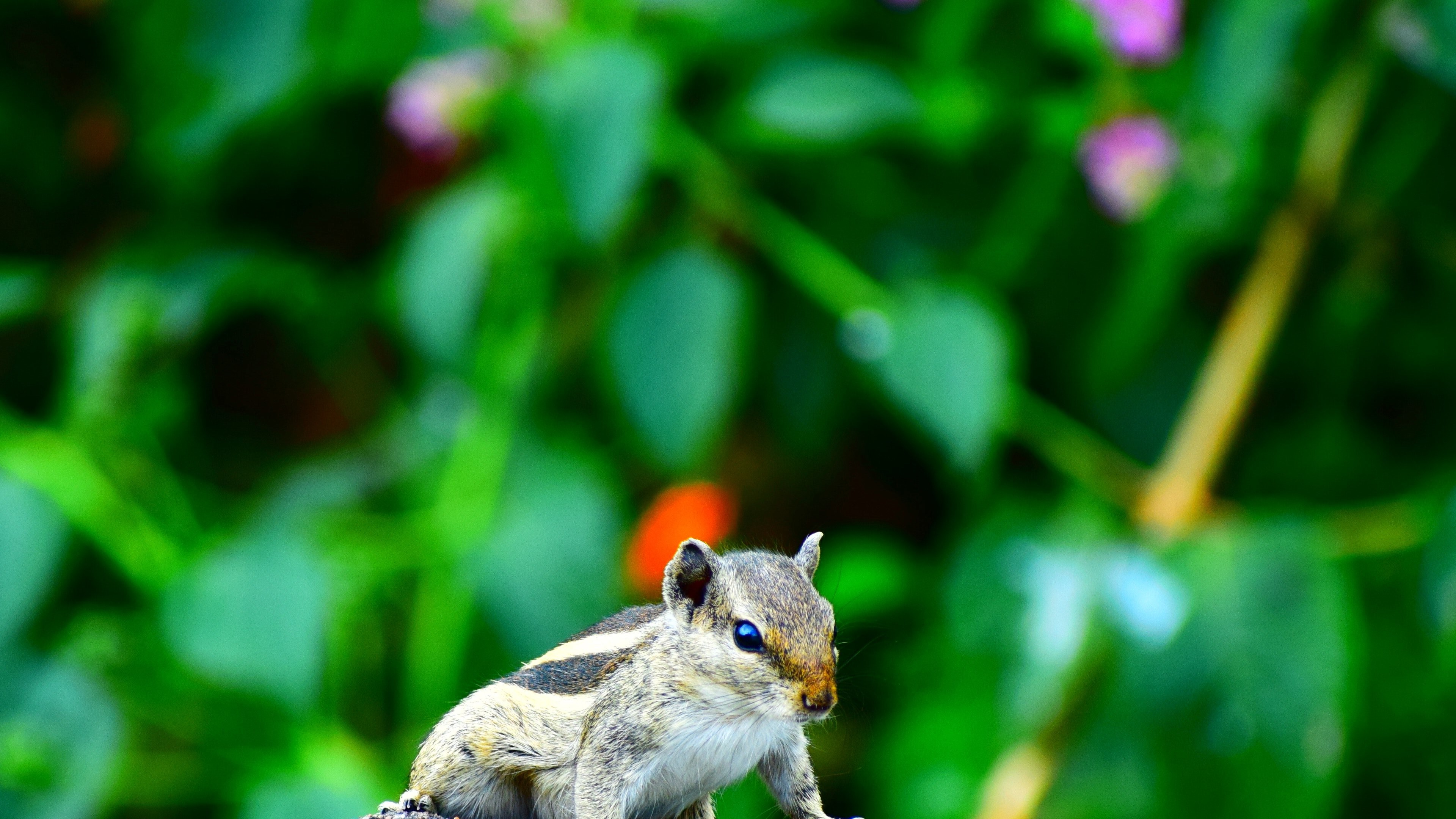 Wallpaper / squirrel 4k wallpaper free download