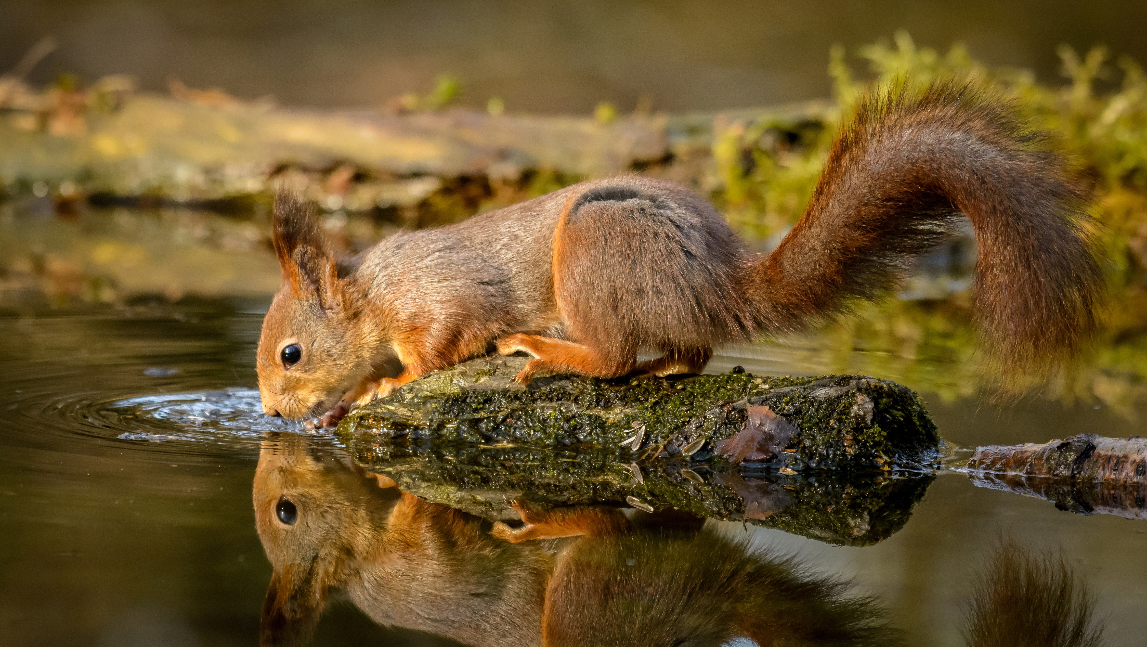 Animal Squirrel 4k Ultra HD Wallpaper