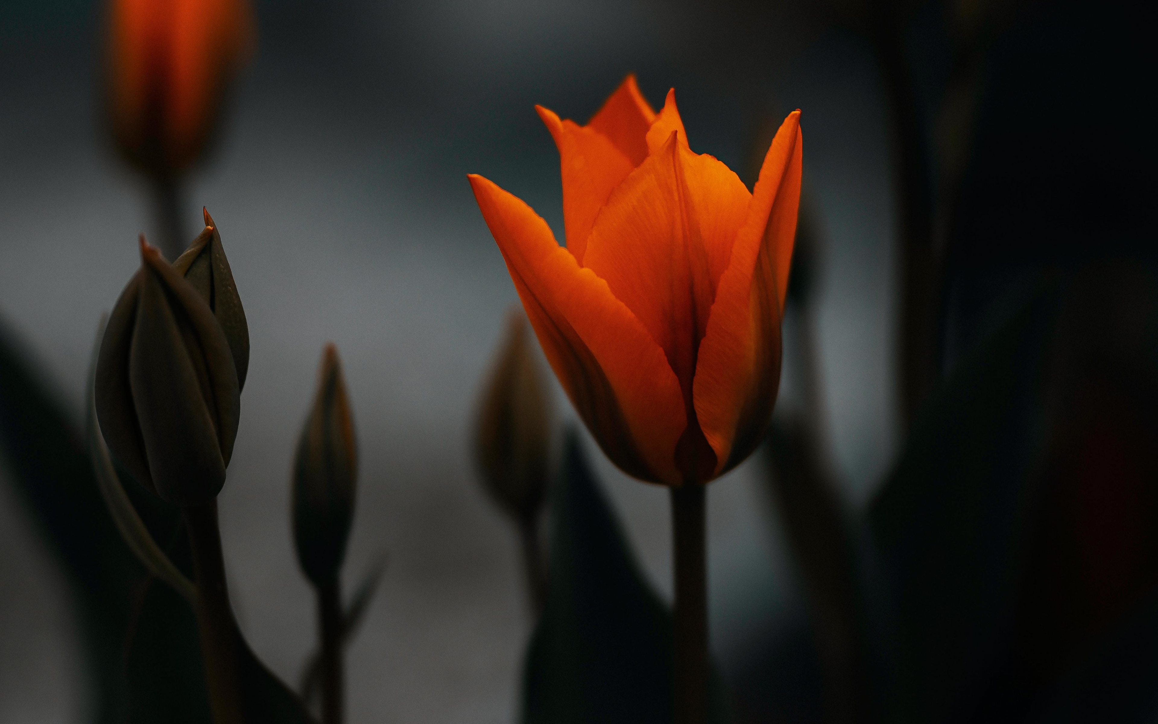 Download wallpaper 3840x2400 tulip, orange flower, portrait 4k wallaper, 4k ultra HD 16:10 wallpaper, 3840x2400 HD background, 27081