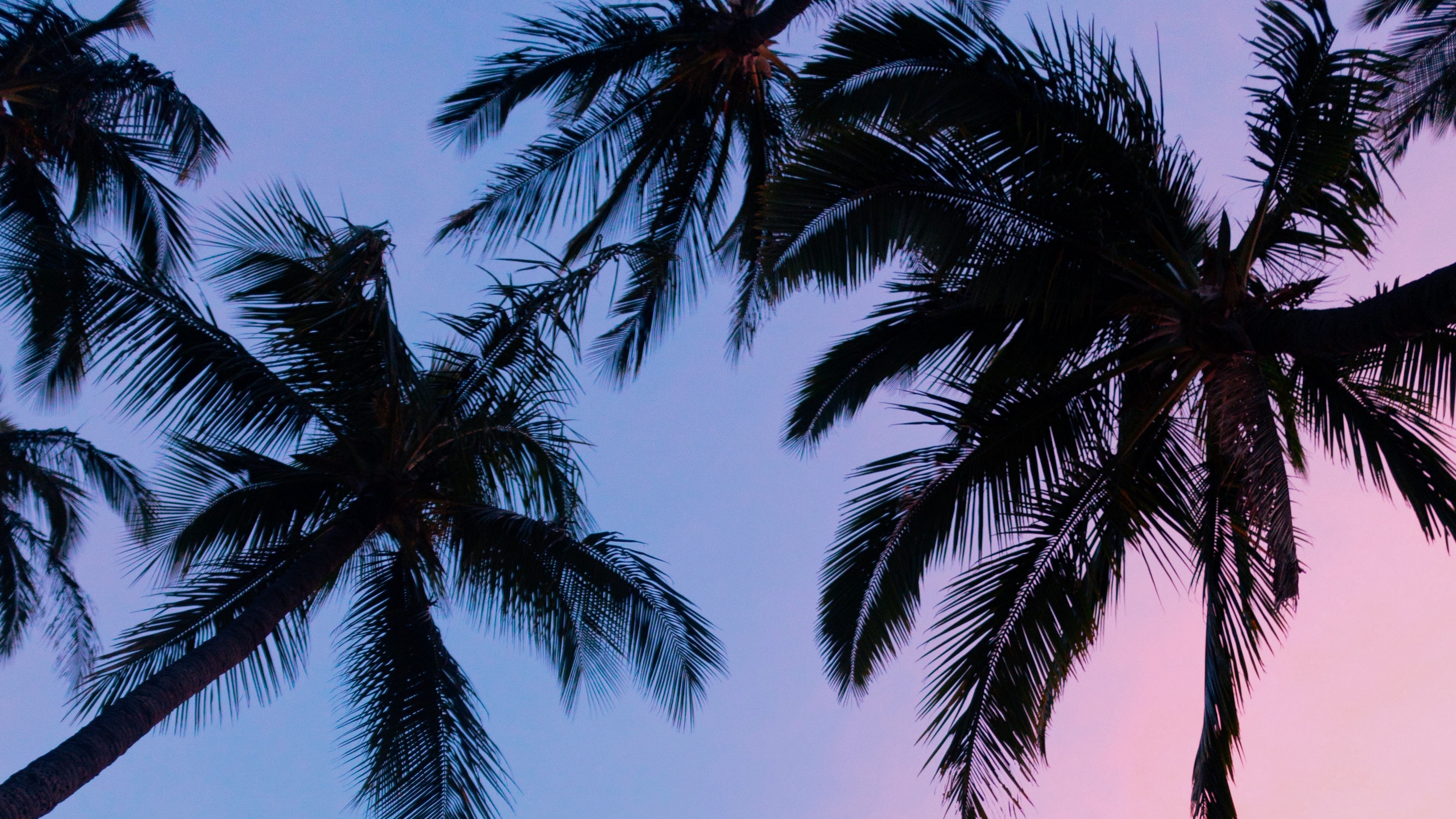 Wallpaper 4k palms, sunset, bottom view, branches, sky 4k Wallpaper