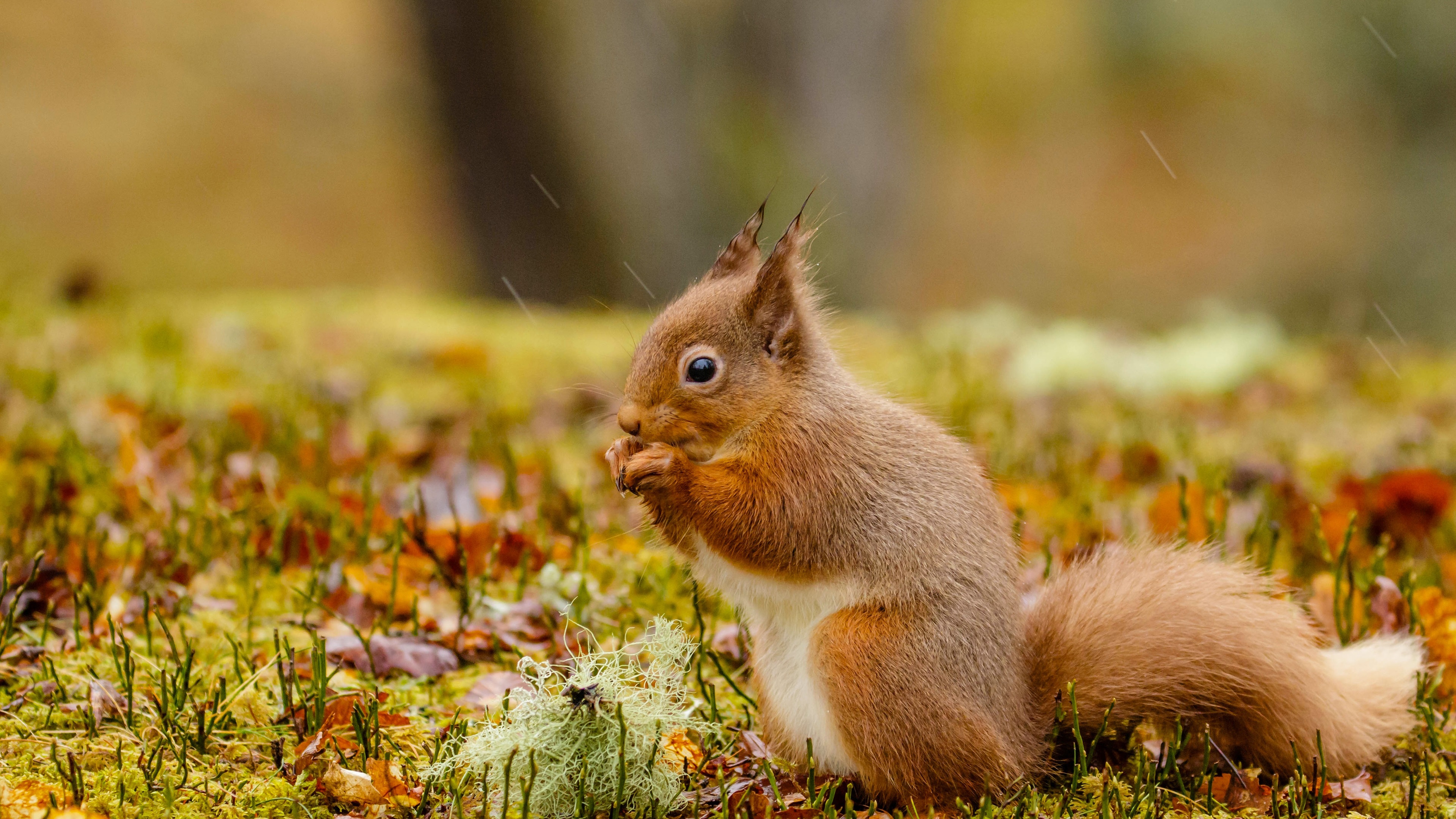 Wallpaper Squirrel in rain 3840x2160 UHD 4K Picture, Image