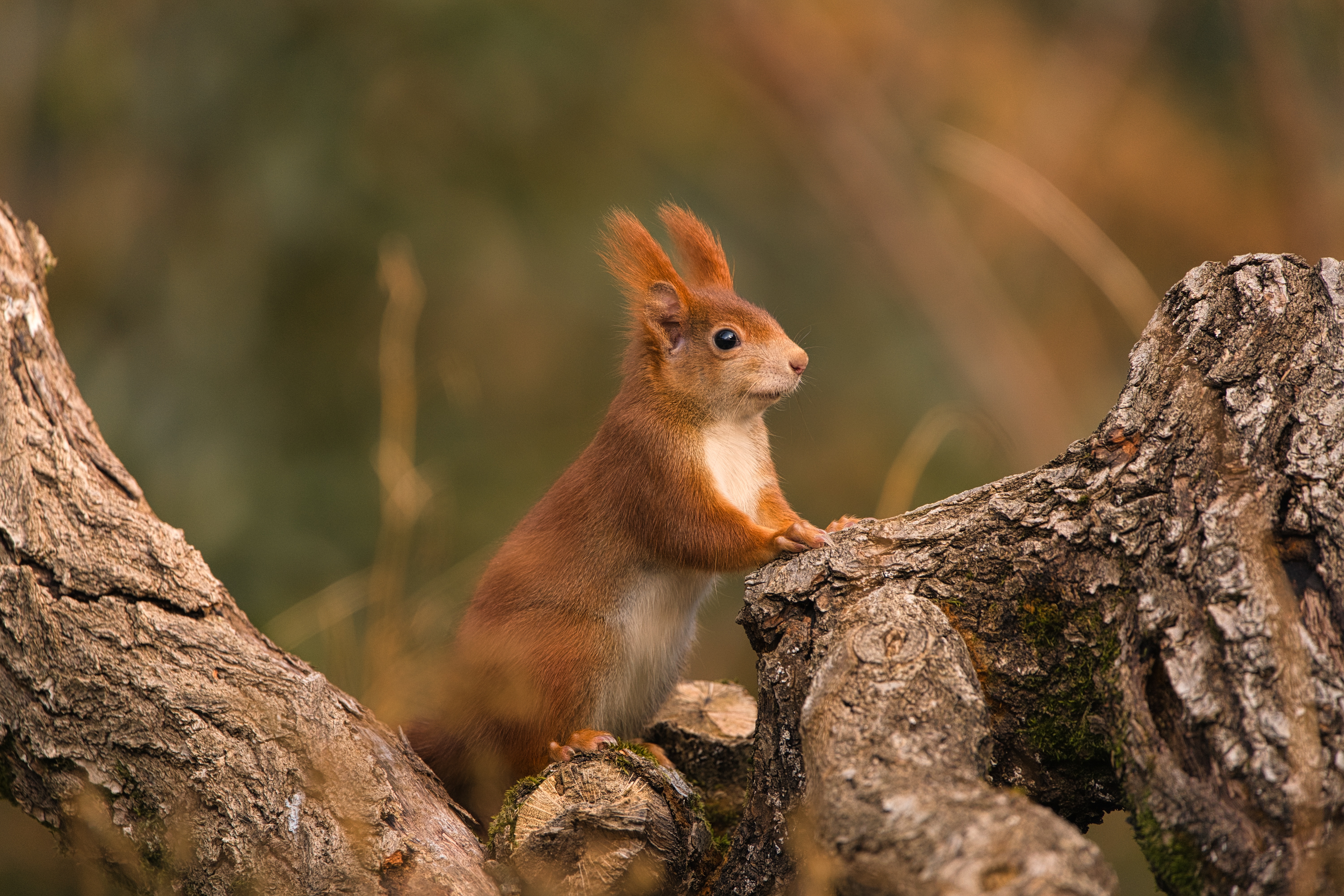 4K Squirrel Wallpaper and Background Image
