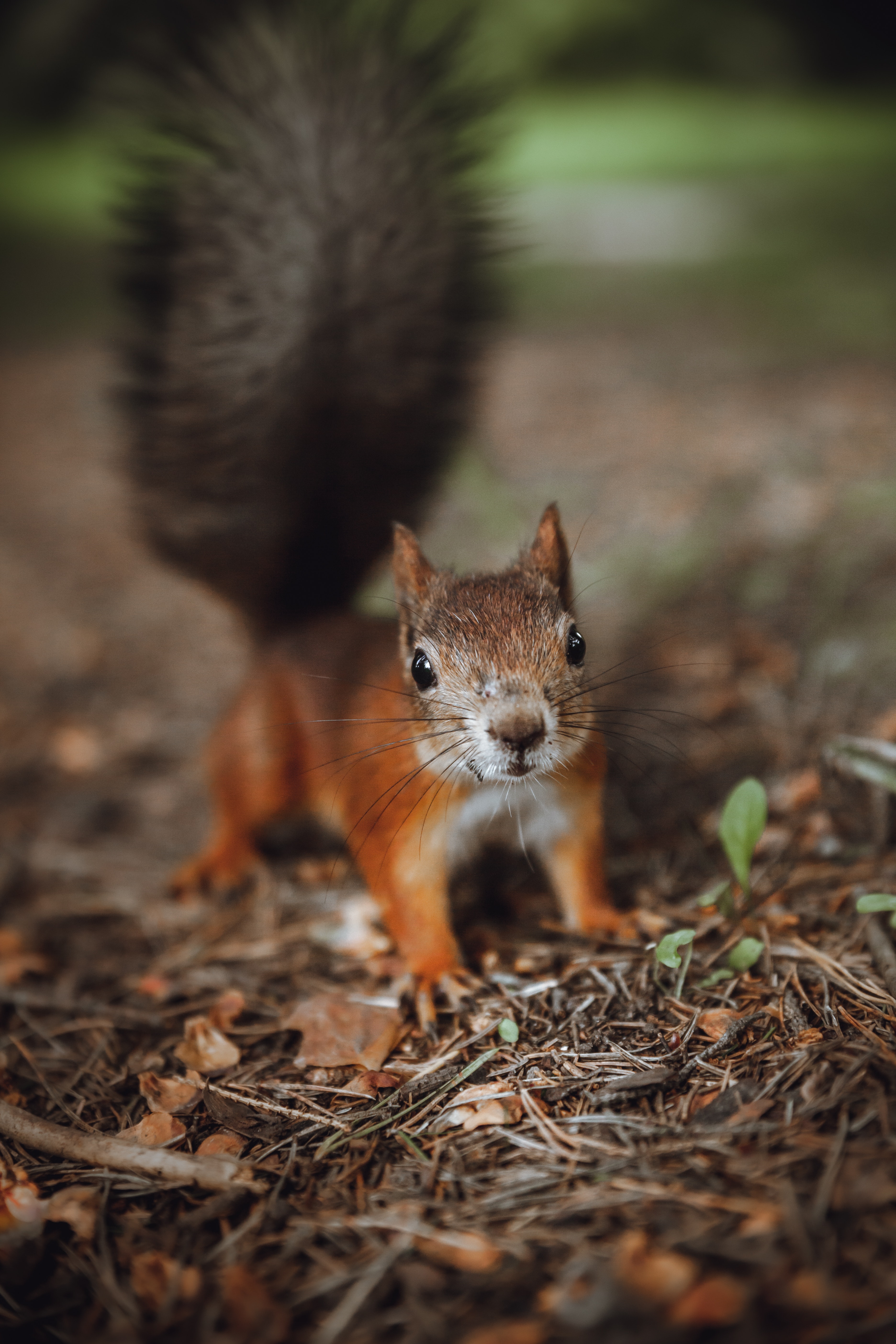 Close Up Of Squirrel · Free