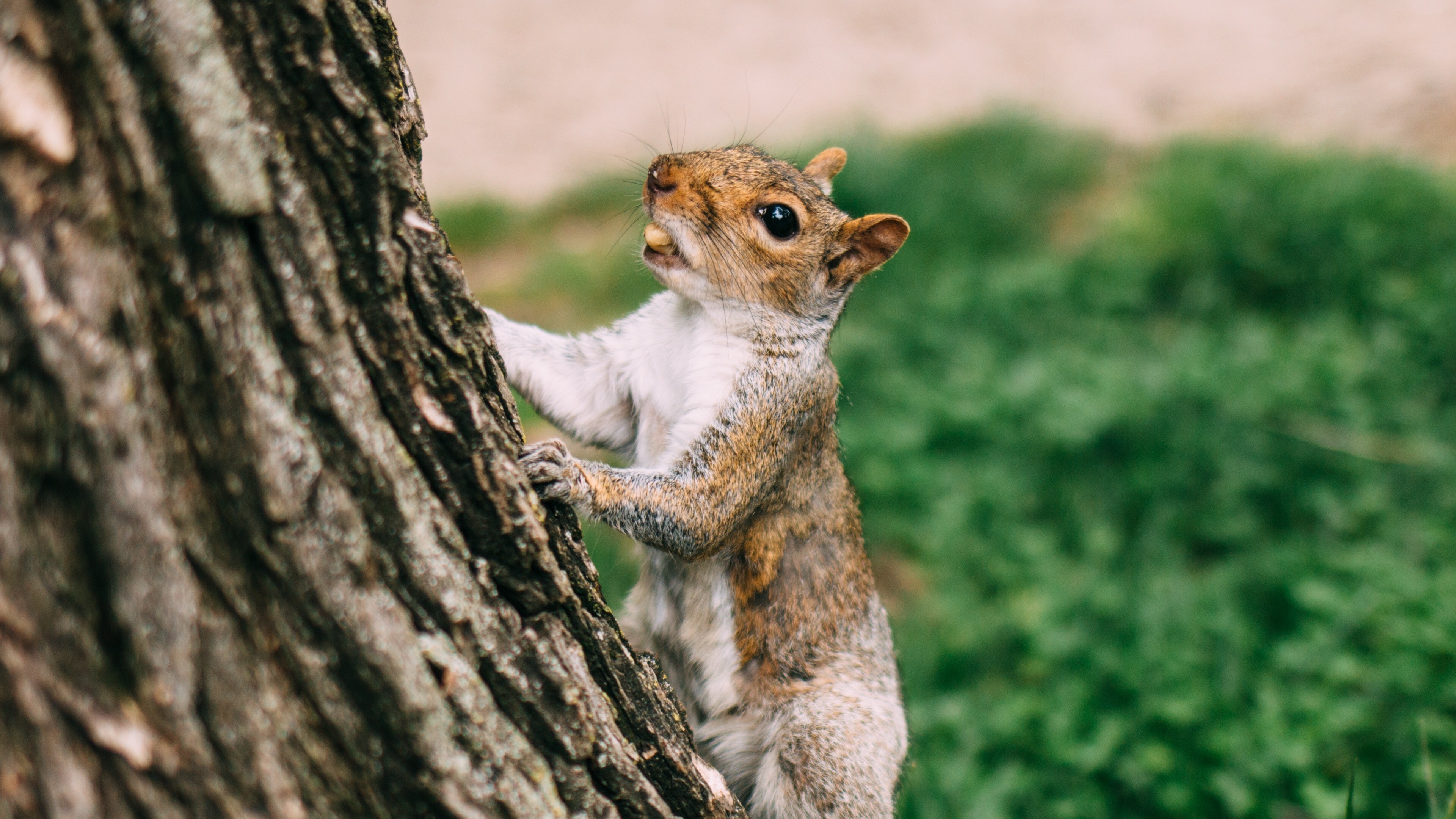 Cute Squirrel 4K Wallpaper