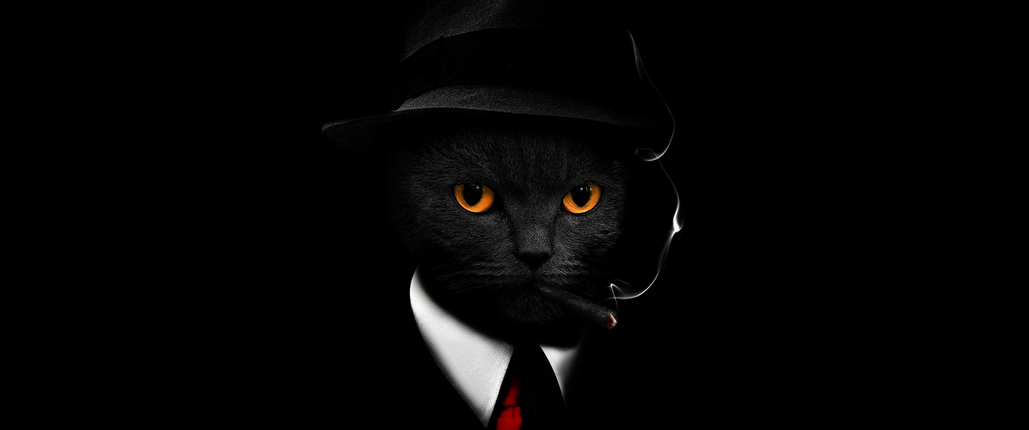 Black Cat Wallpaper 4K, Black background, Hat, Suit