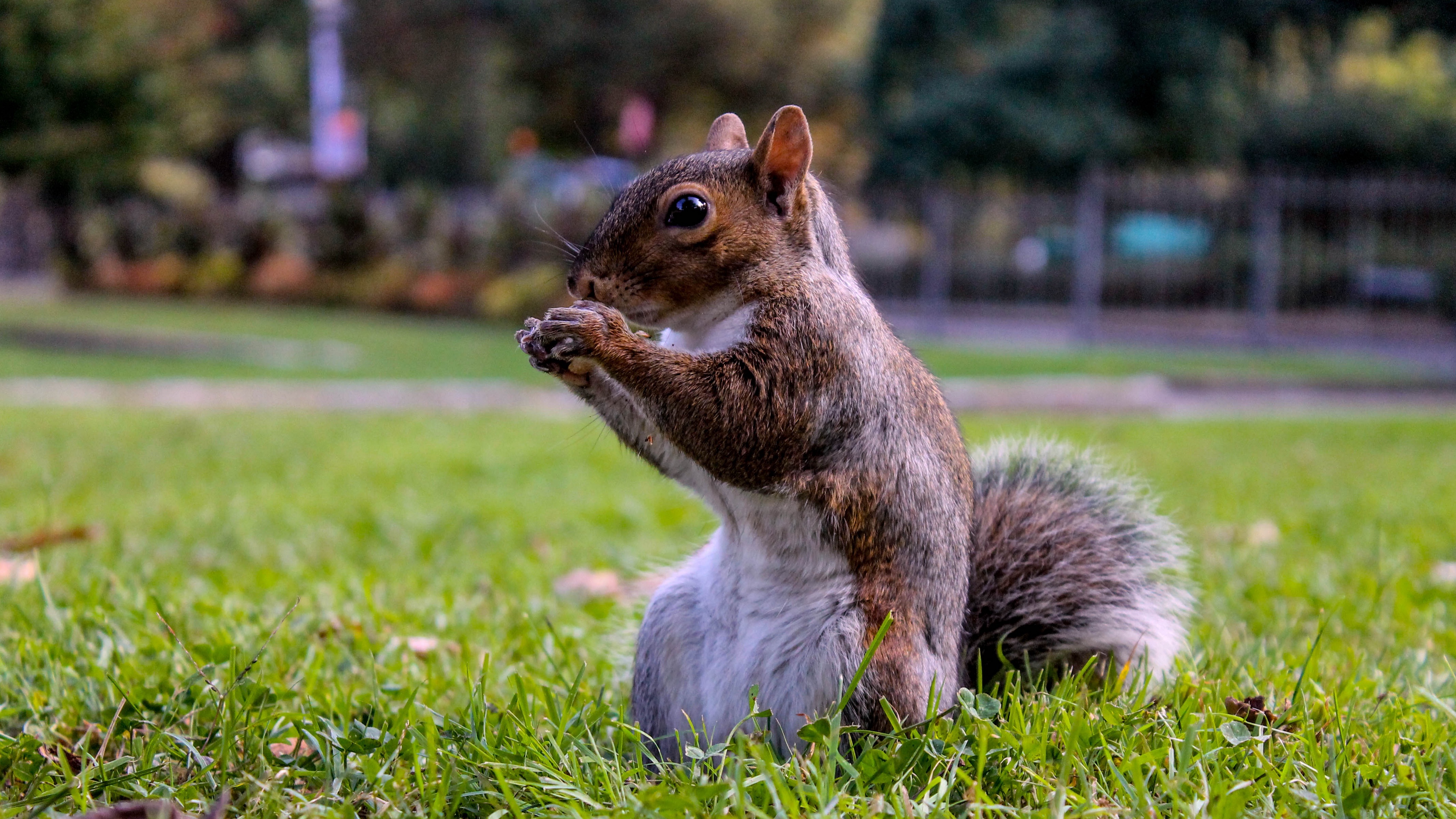 Wallpaper 4k squirrel, grass, food, sit 4k Wallpaper