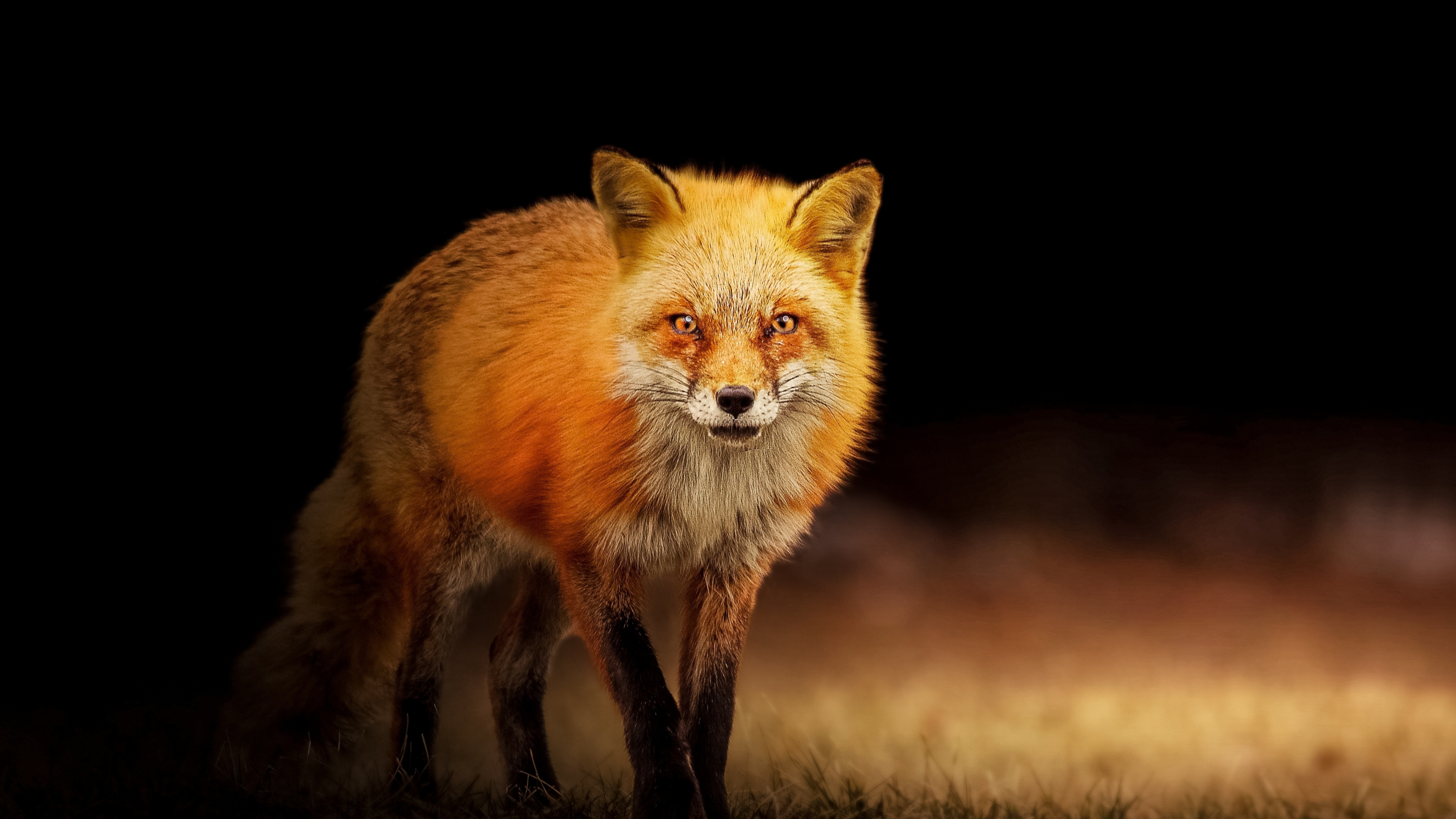 Download wallpaper 3840x2160 red fox, predator, portrait 4k wallpaper, uhd wallpaper, 16:9 widescreen 3840x2160 HD background, 21046