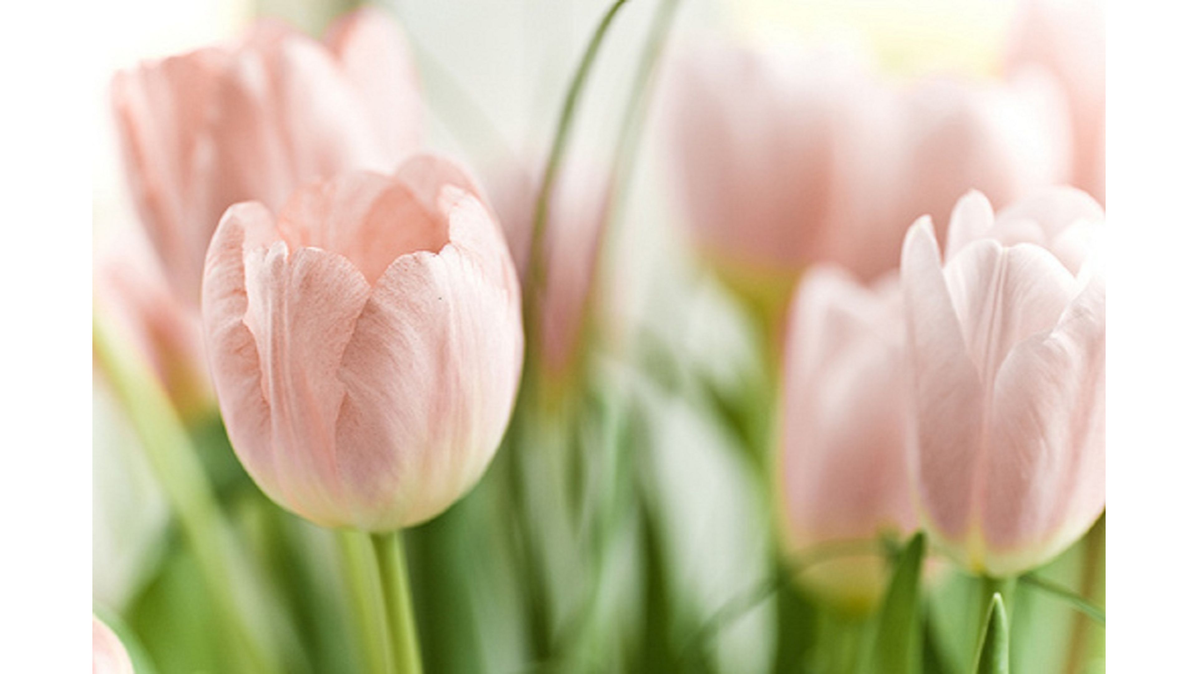 Free download Top Pink 4K Tulips Wallpaper Free 4K Wallpaper [3840x2160] for your Desktop, Mobile & Tablet. Explore Pink Tulips Wallpaper. Tulips Wallpaper, Red Tulips Wallpaper, Tulips Wallpaper