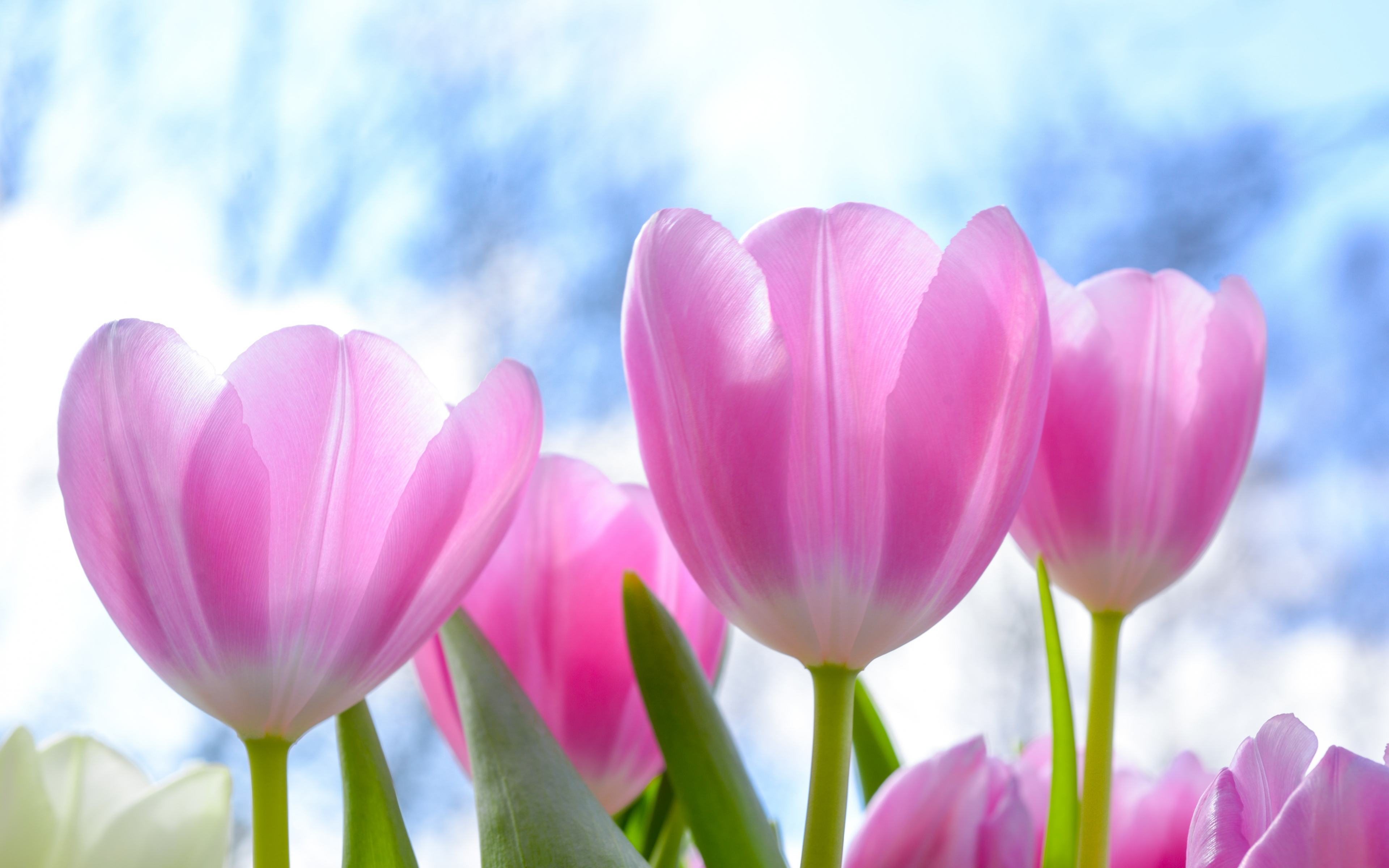 Download wallpaper 3840x2400 fresh, pink tulips, flowers 4k wallaper, 4k ultra HD 16:10 wallpaper, 3840x2400 HD background, 6400