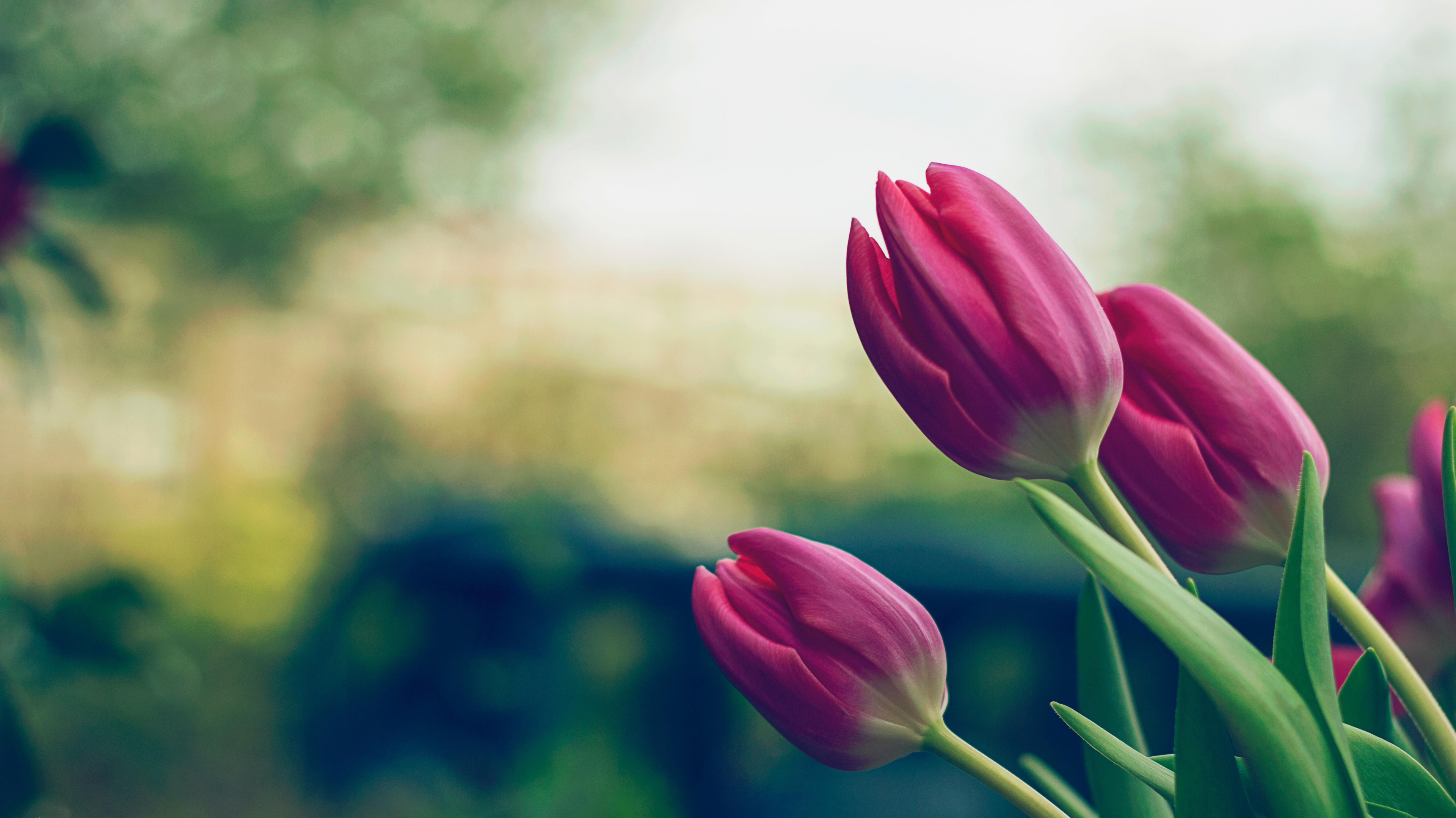 3840x2160 tulips 4k wallpaper amazing