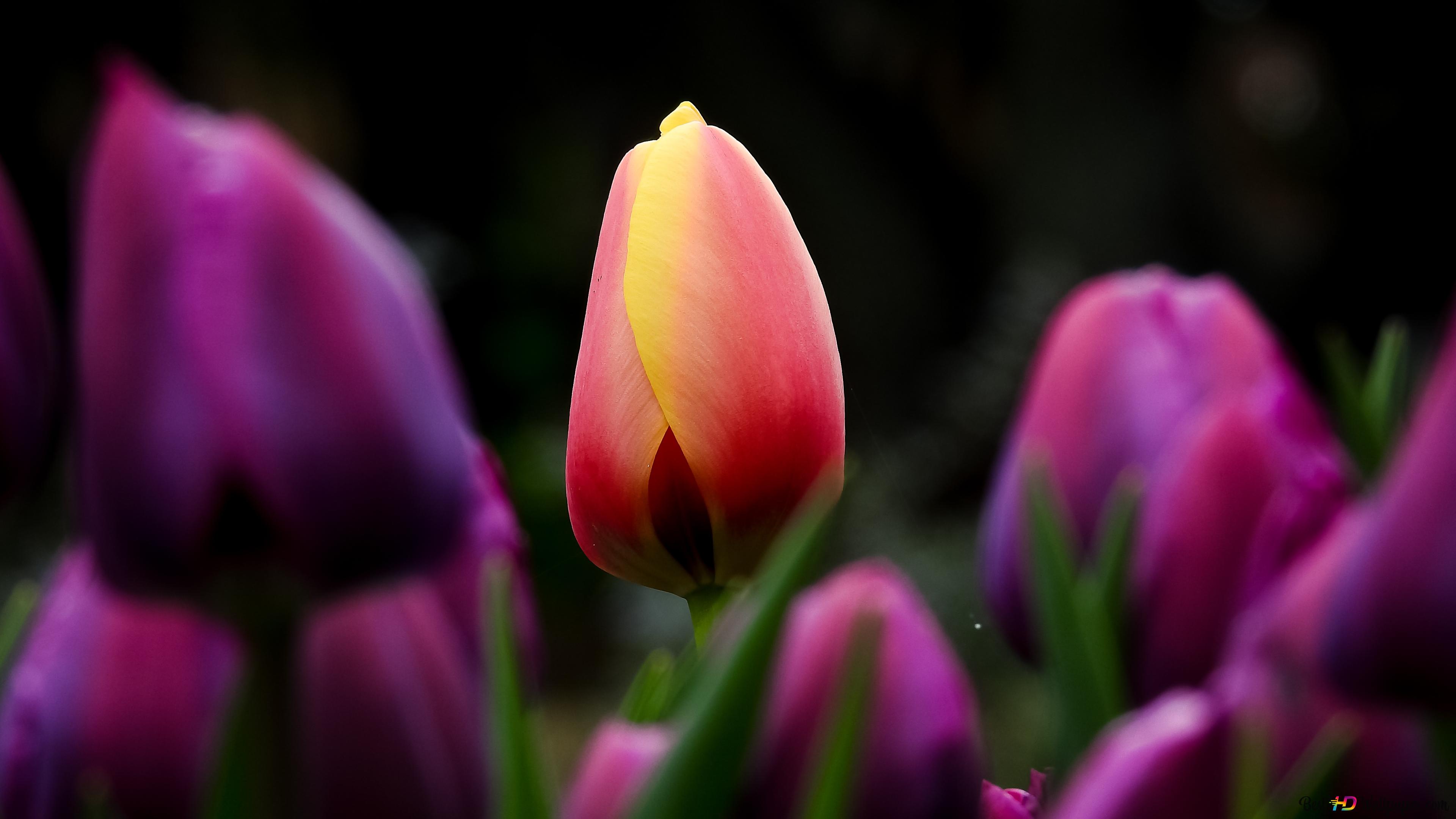 Astonishing view of tulips 4K wallpaper download