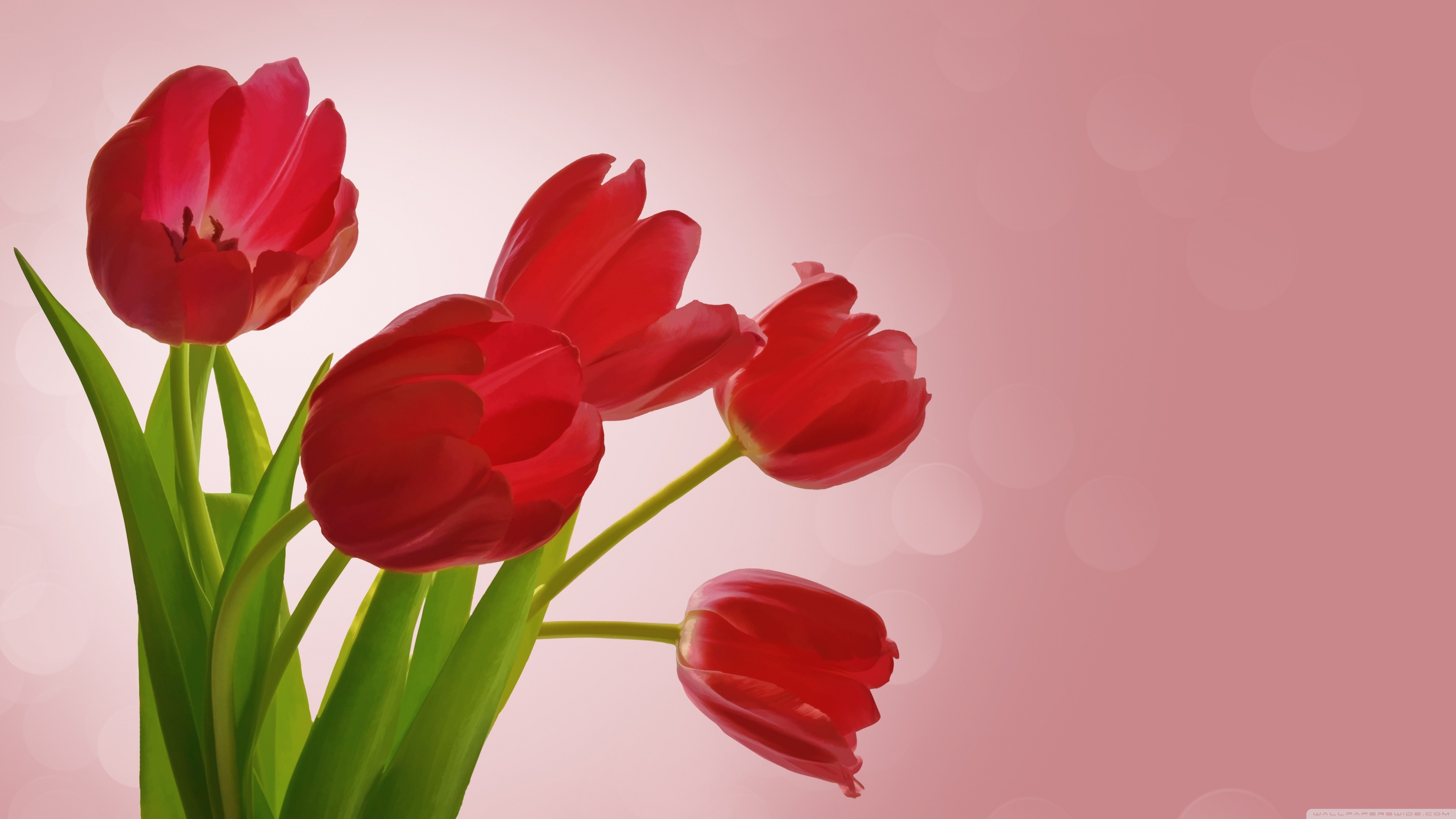 Red Tulips Ultra HD Desktop Background Wallpaper for 4K UHD TV, Widescreen & UltraWide Desktop & Laptop, Multi Display, Dual Monitor, Tablet