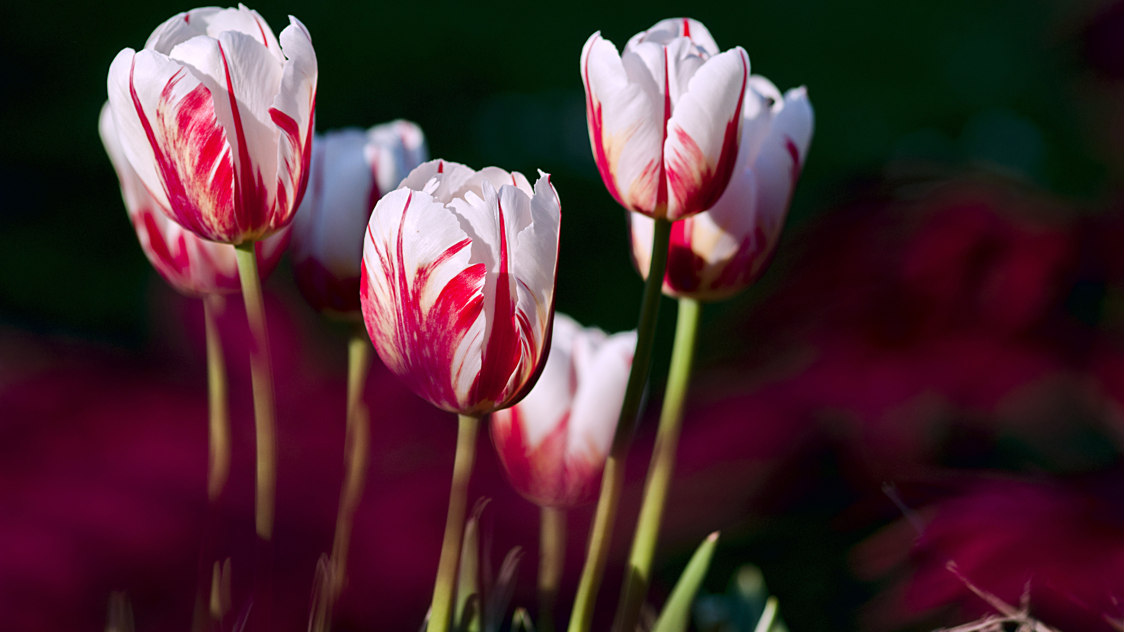 Rose Tulips Wallpaper 4K
