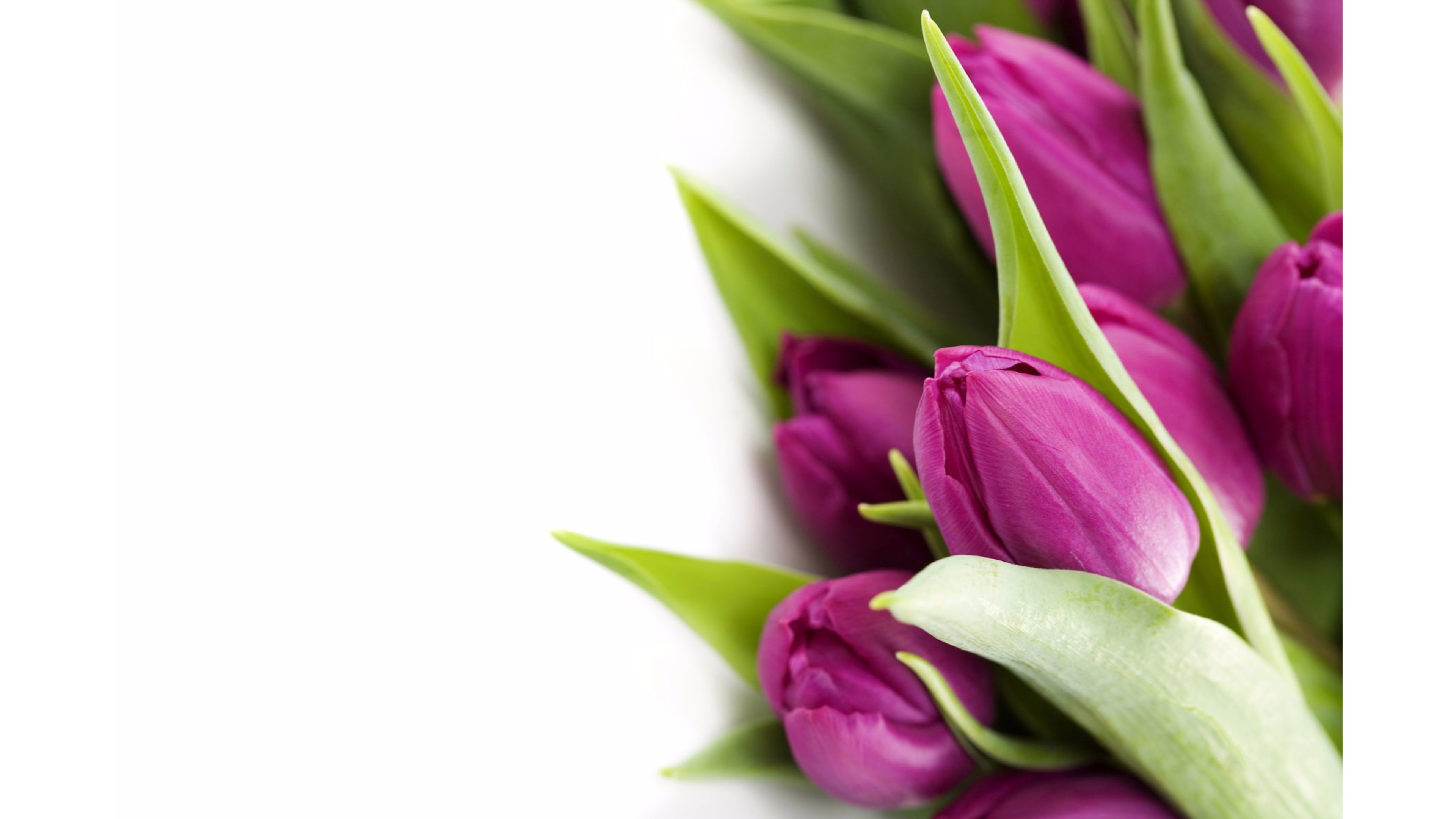 Tulips Background Wallpaper