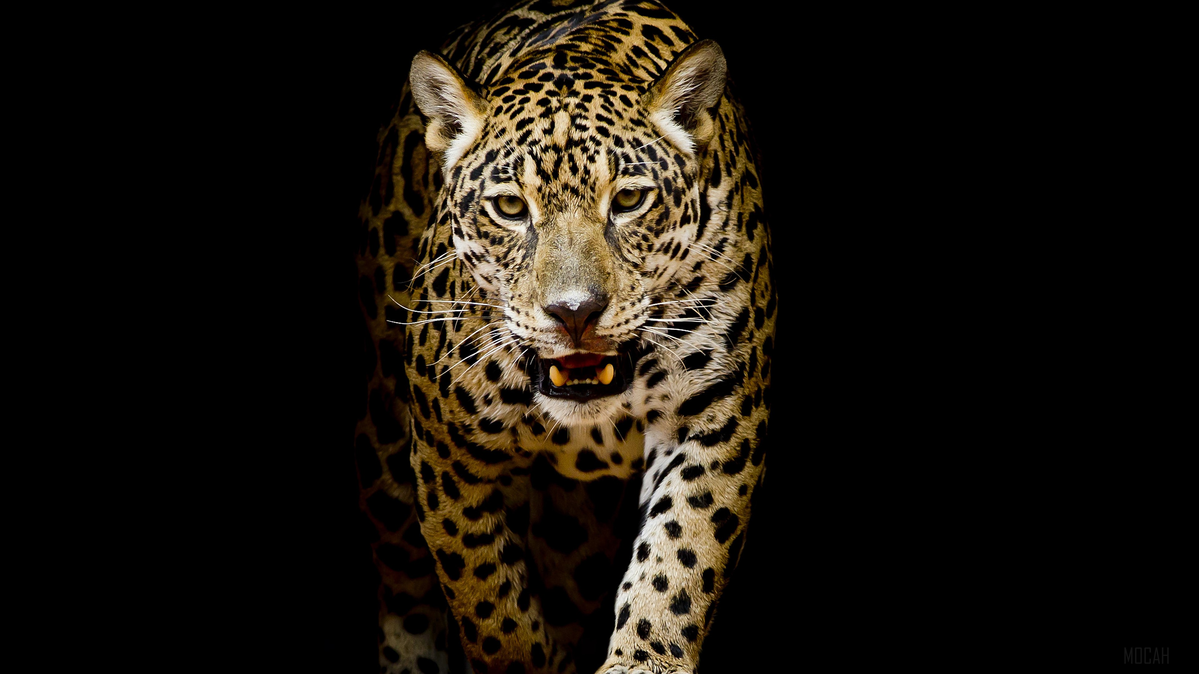 Leopard 4k Black Background 4k Gallery HD Wallpaper