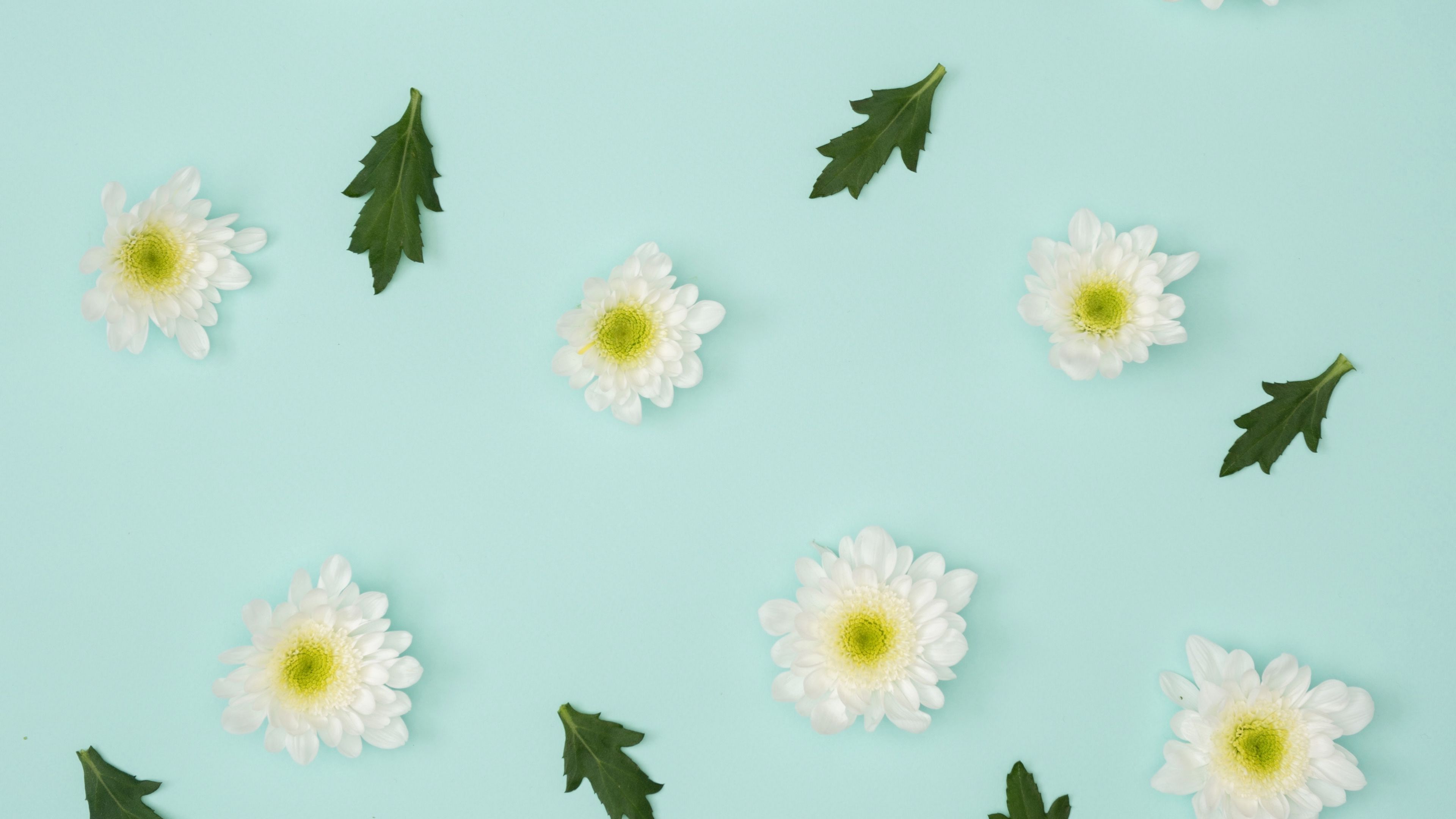 Wallpaper / chamomile, leaves, minimalism, pastel, 4k free download