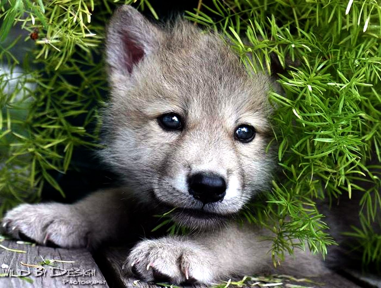 Cute Baby Wolves Wallpaper