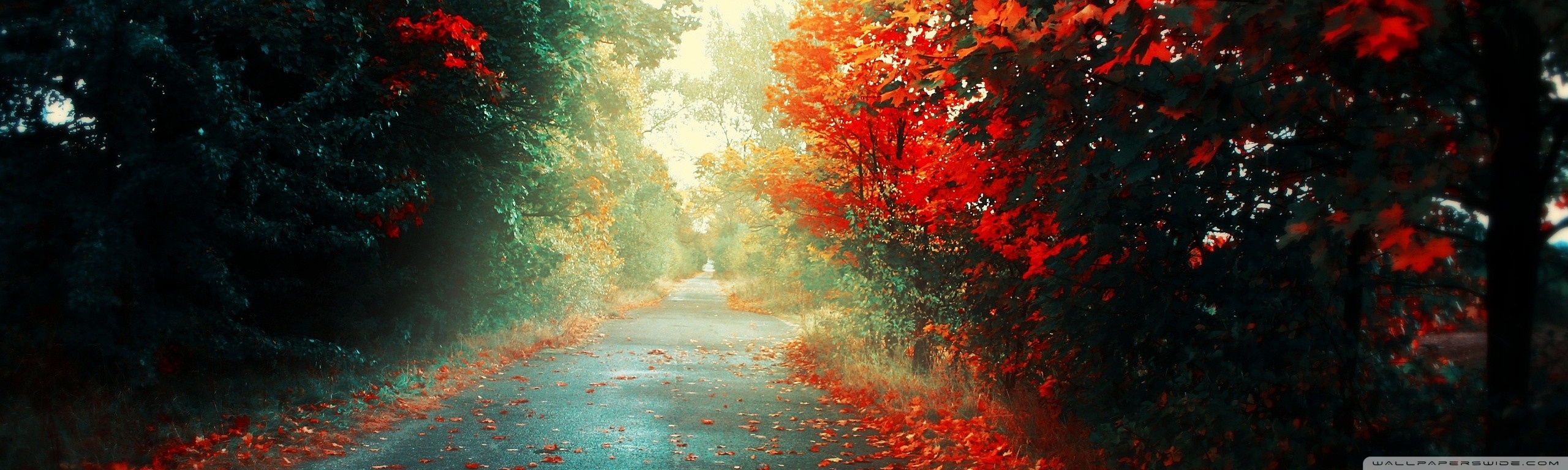 Red Trees Ultra HD Wallpaper for 4K UHD