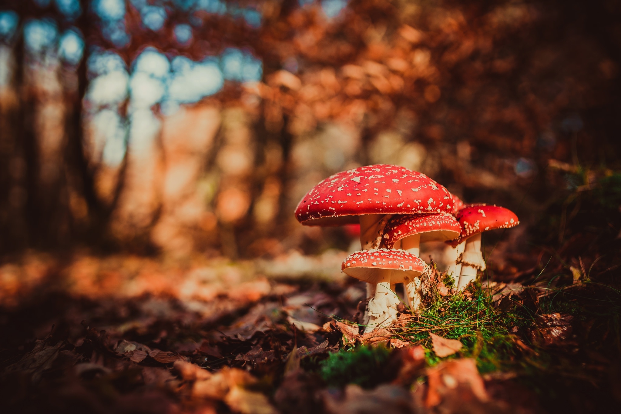 mushrooms HD wallpaper, background