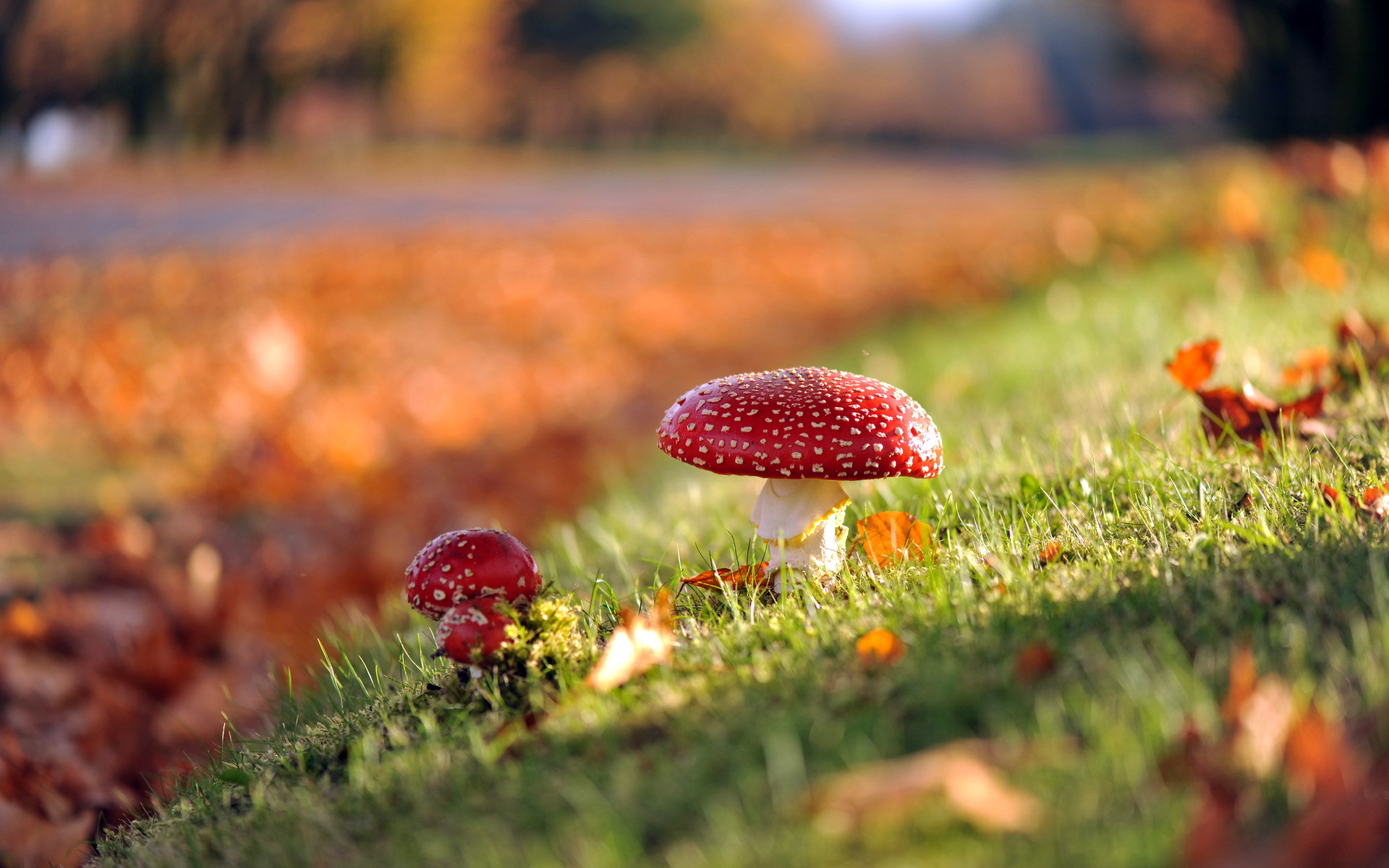 Mushrooms nature autumn wallpaperx1200