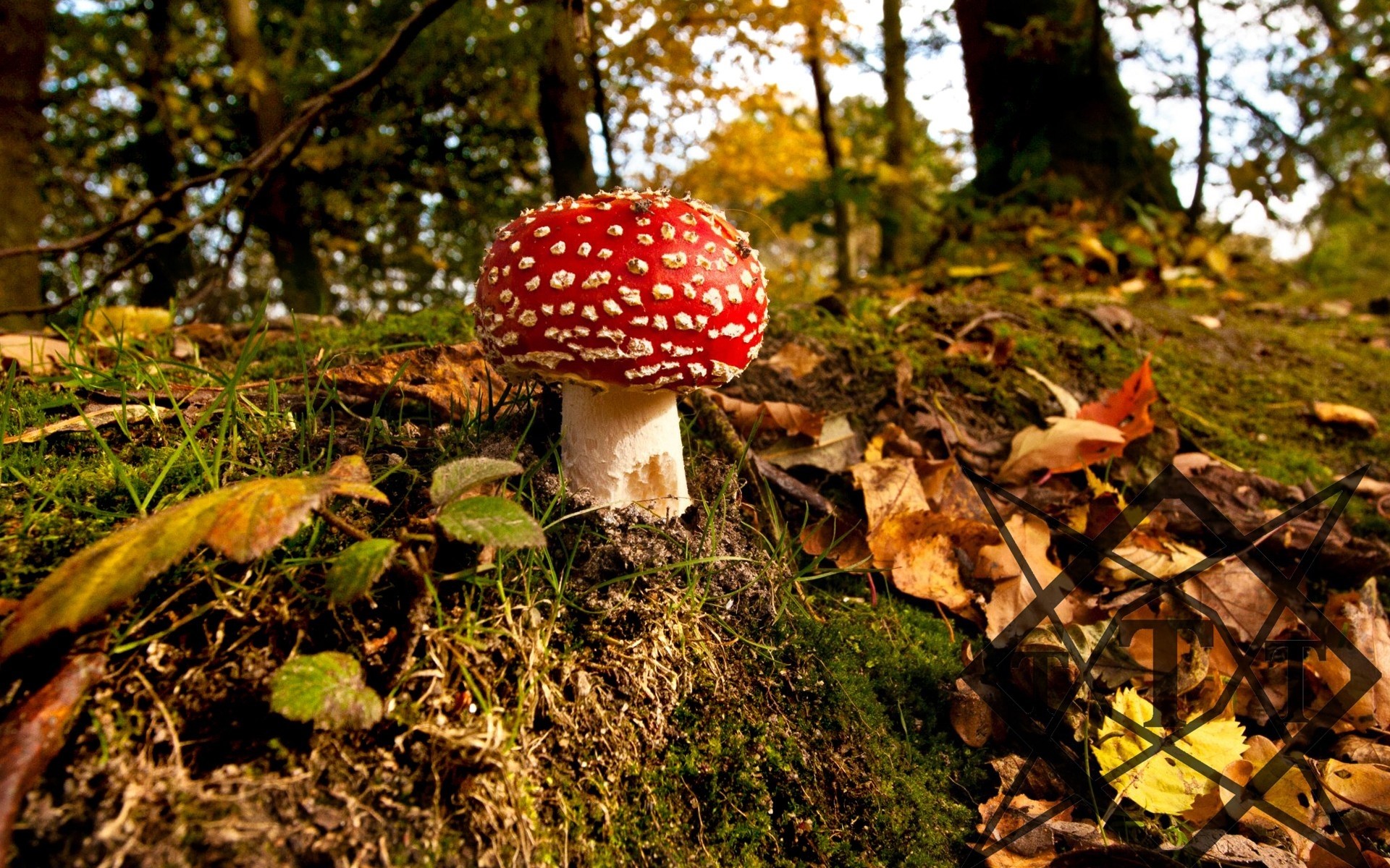 Mushroom, Grass, Autumn wallpaper