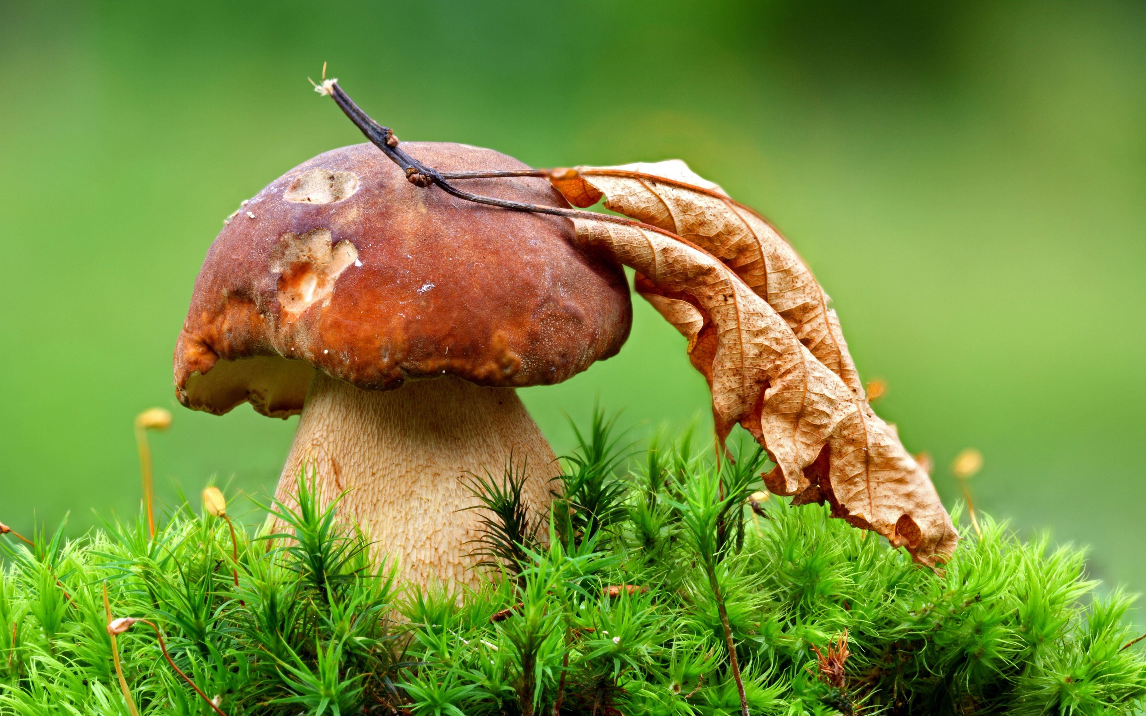 Mushroom with a fallen dry leaf in autumn Desktop wallpaper 600x382