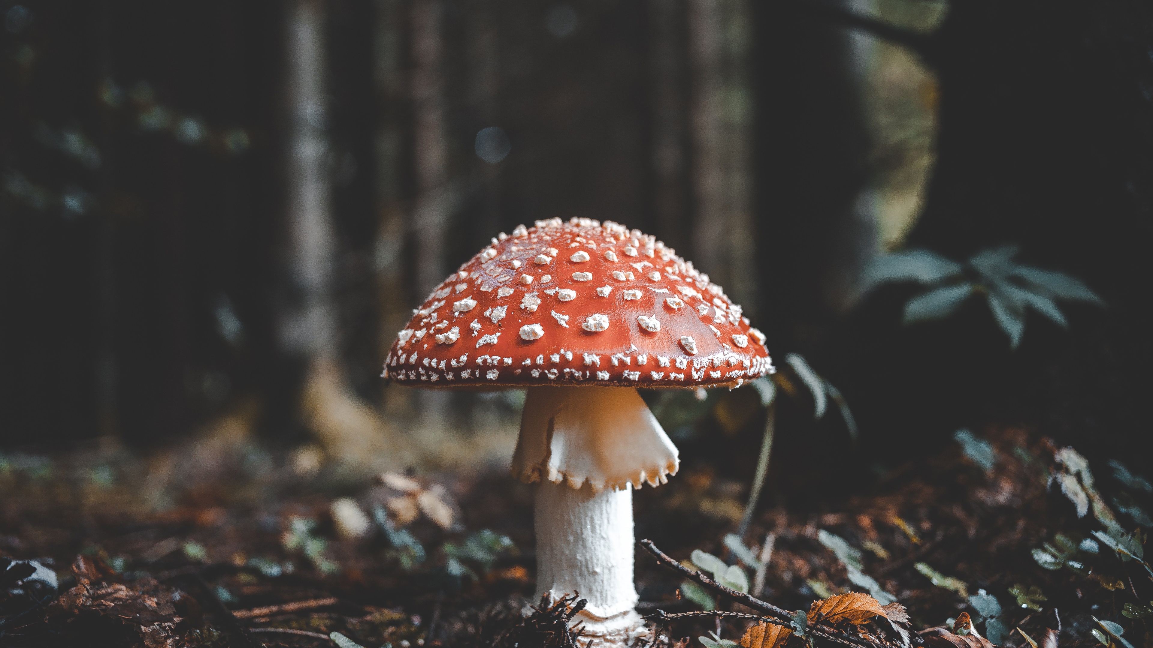 Wallpaper Red mushroom, leaves, autumn 3840x2160 UHD 4K Picture, Image