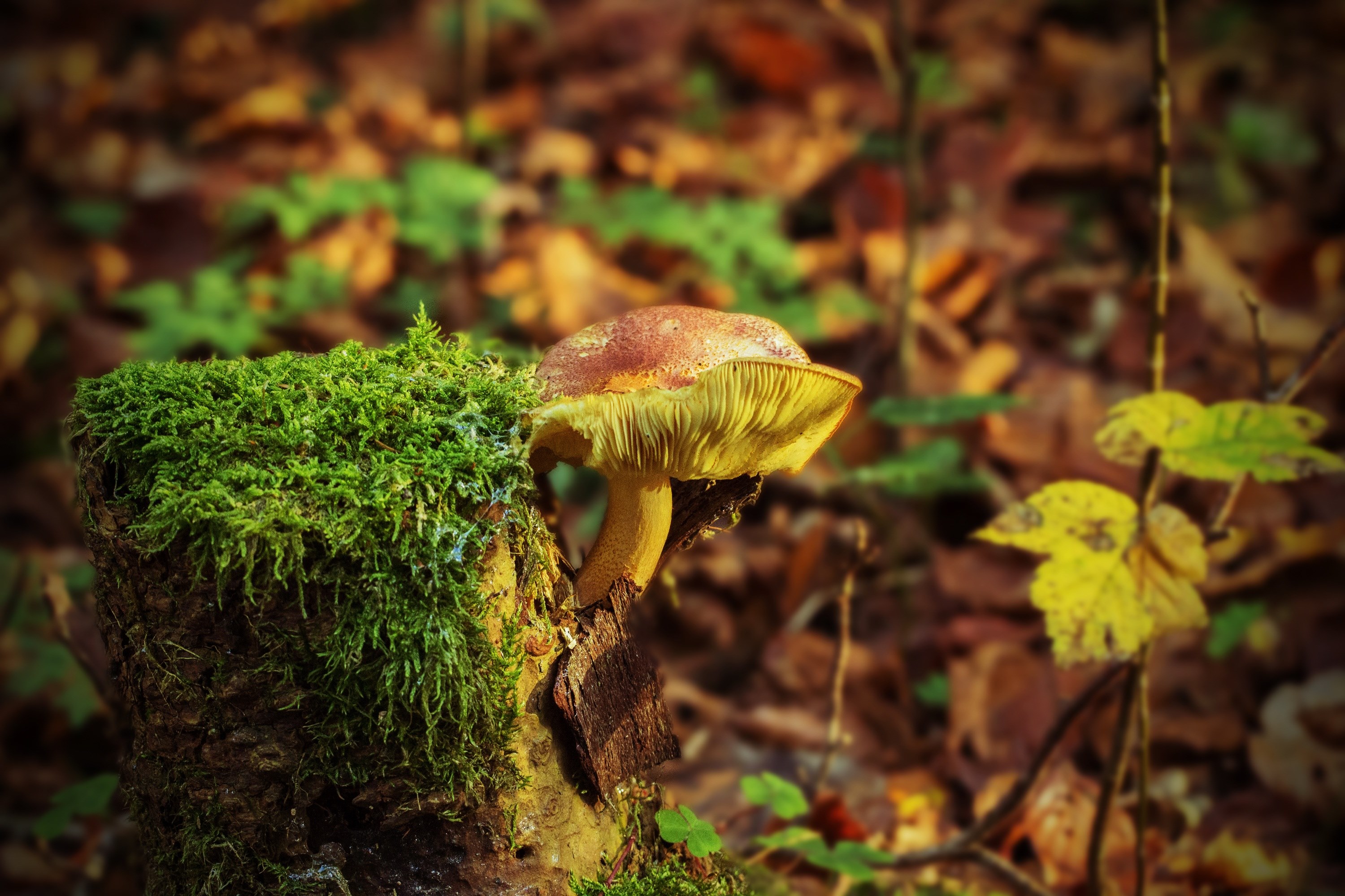 Wallpaper / tree stump mushroom fungus on tree stump autumn 4k wallpaper free download
