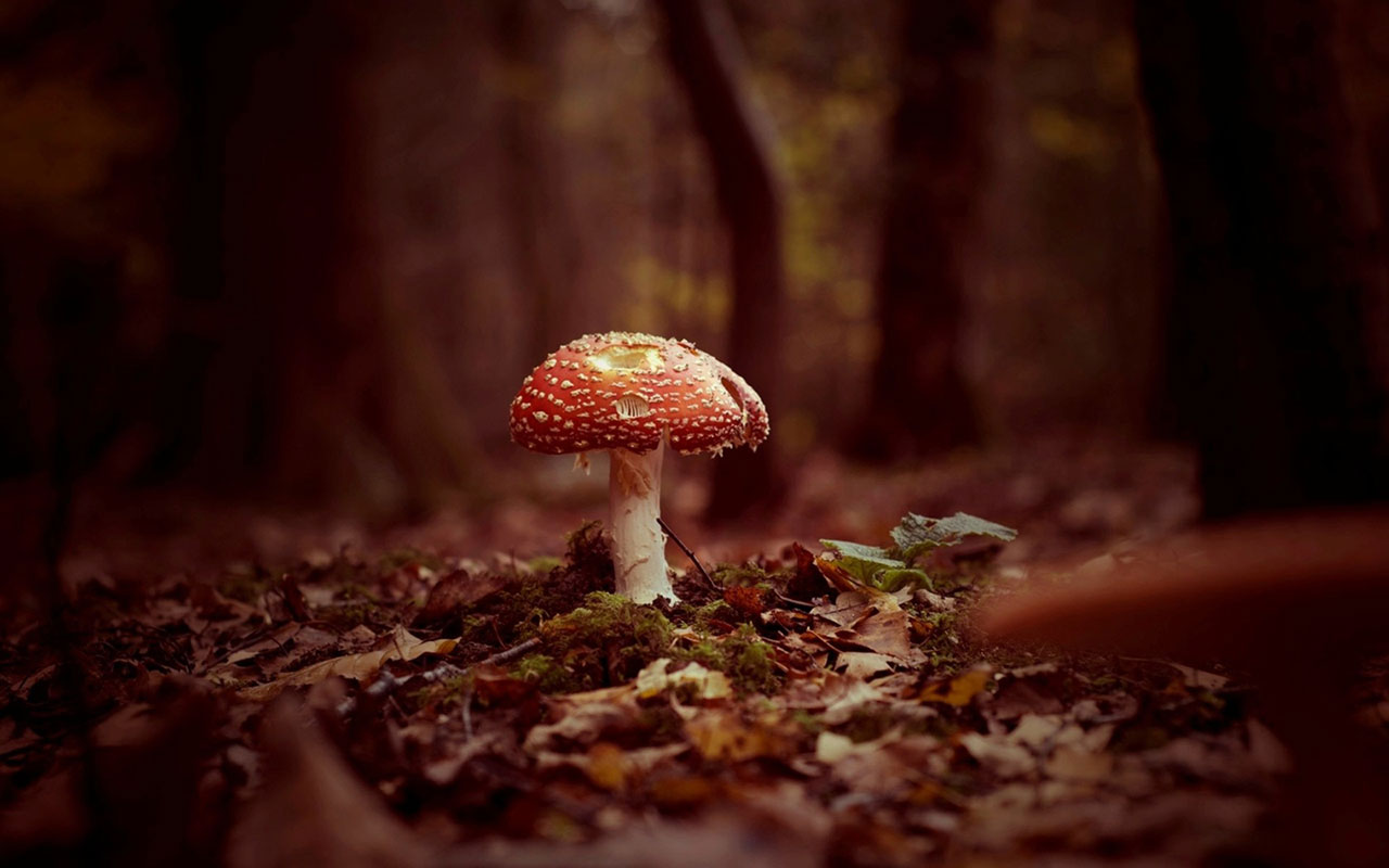 Free download Mushroom Wallpaper HD Background Image Pics Photo Free [1280x800] for your Desktop, Mobile & Tablet. Explore Mushrooms Wallpaper. Mario Mushrooms Wallpaper, Magic Mushrooms Wallpaper, Mushrooms Wallpaper